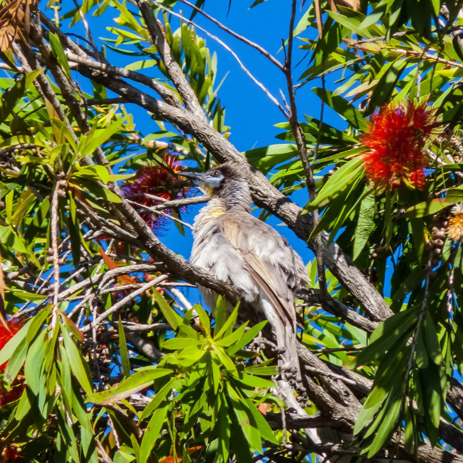 Weeping Bottlebrush (Callistemon Viminalis) — It's also resistant to most pests and diseases; plant in well-drained soil for a vibrant splash in residential or