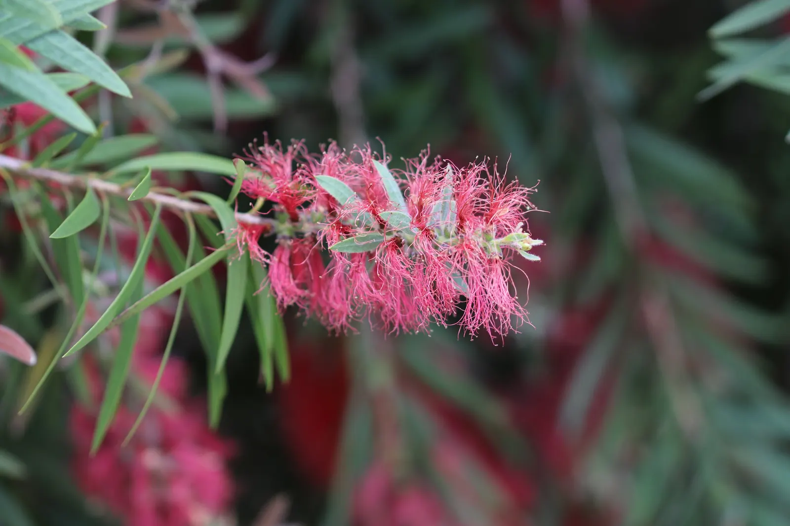 Weeping Bottlebrush (Callistemon Viminalis) — Originating from Australia, this plant is favored for its unique, striking flowers and weeping growth habit; red