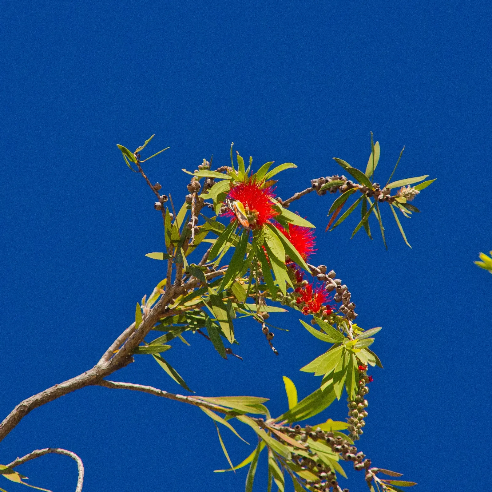 Weeping Bottlebrush (Callistemon Viminalis) — Prune to maintain shape and health; its distinctive red brush-like flowers bloom spring through summer, image 100
