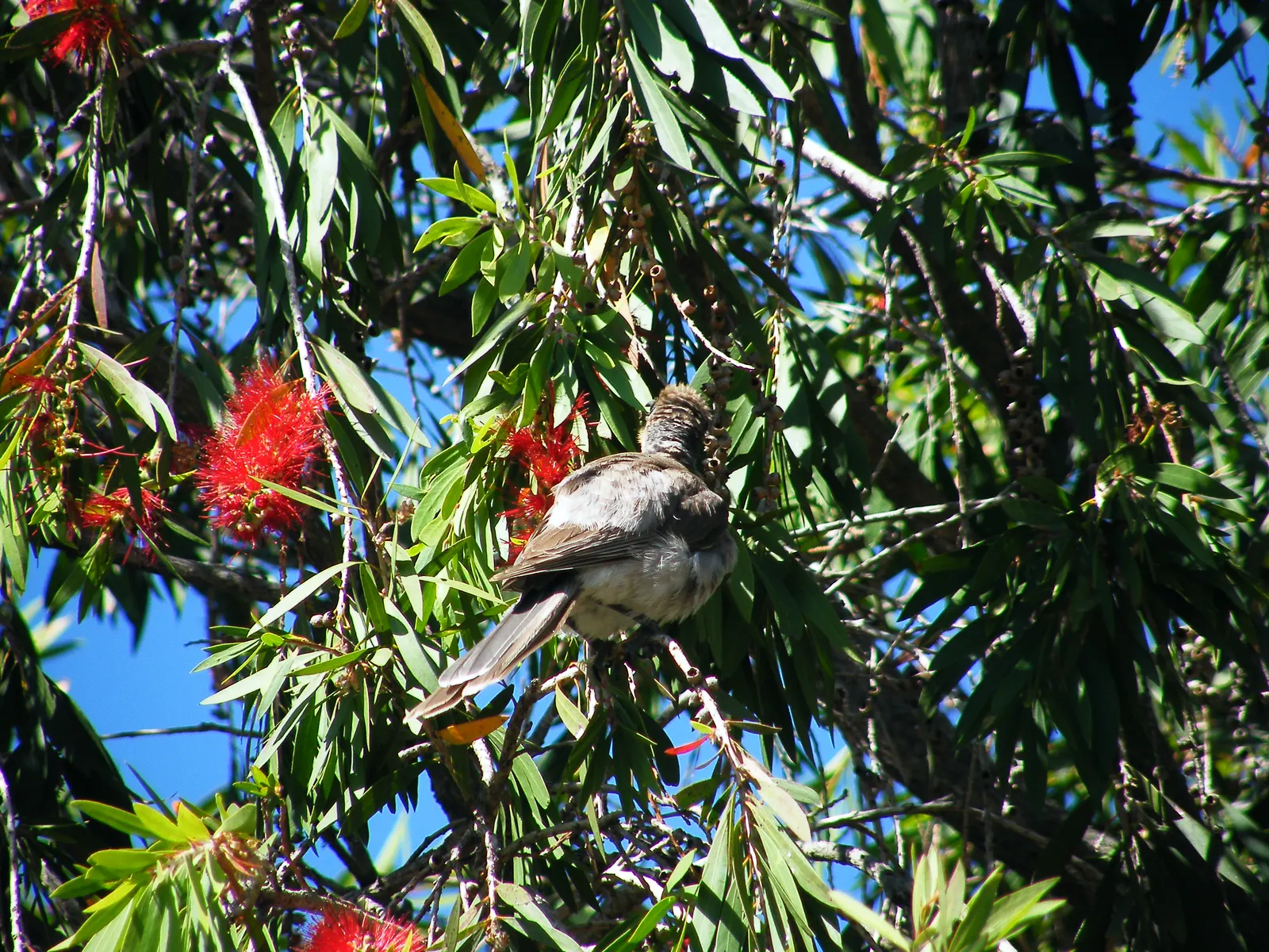 Weeping Bottlebrush (Callistemon Viminalis) — tree with red blooms; brush-like inflorescences, image 119