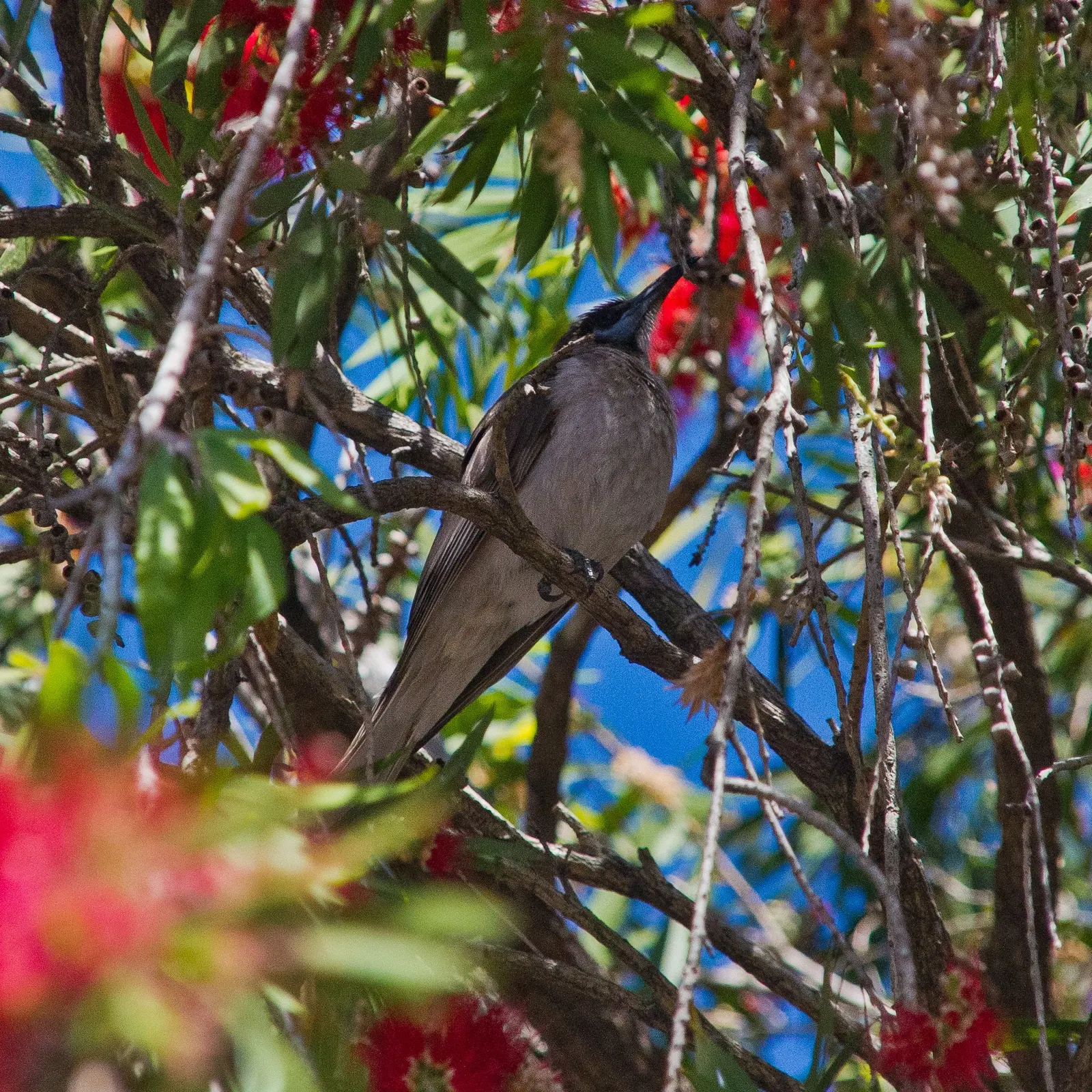 Weeping Bottlebrush (Callistemon Viminalis) — it bursts into color with vibrant red; the Weeping Bottlebrush is relatively low-maintenance, image 157