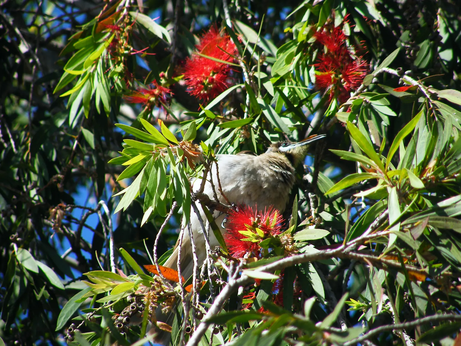 Weeping Bottlebrush (Callistemon Viminalis) — Originating from Australia, this plant is favored for its unique, striking flowers and weeping growth, image 127