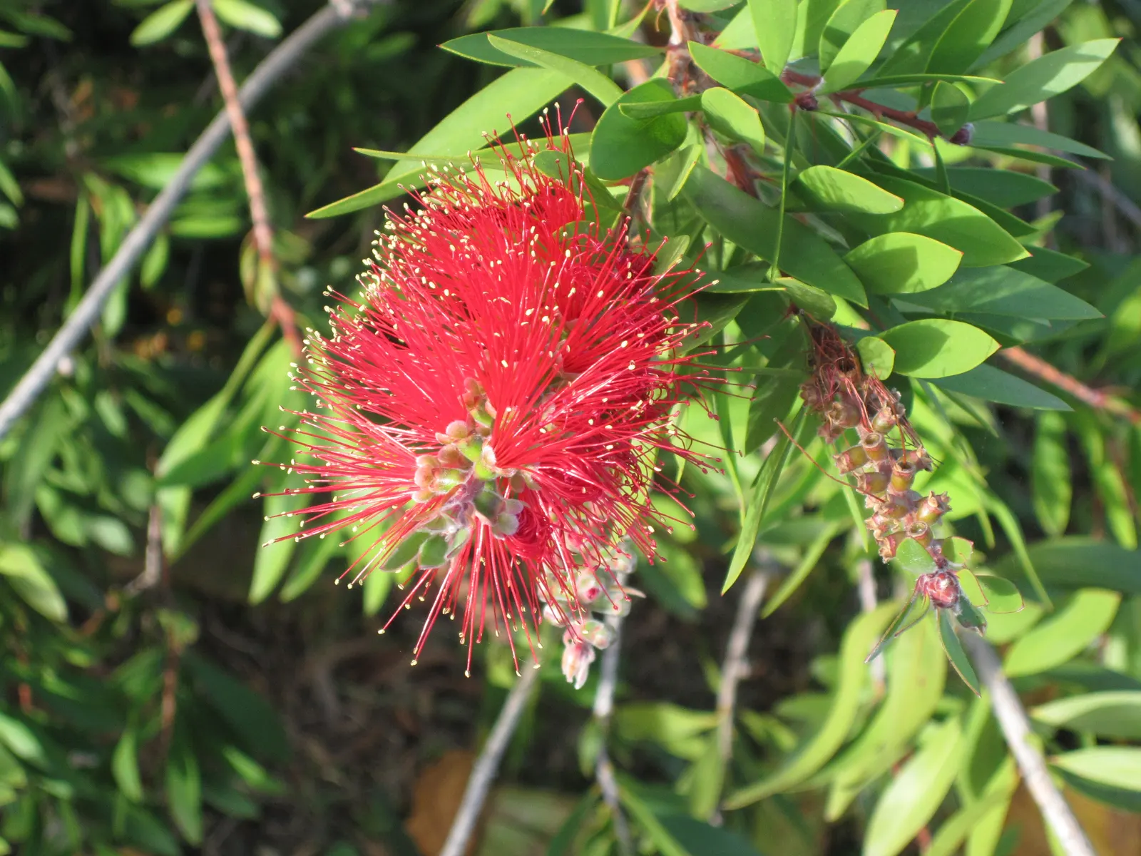 Weeping Bottlebrush (Callistemon Viminalis) — which droop gracefully and are covered in narrow
