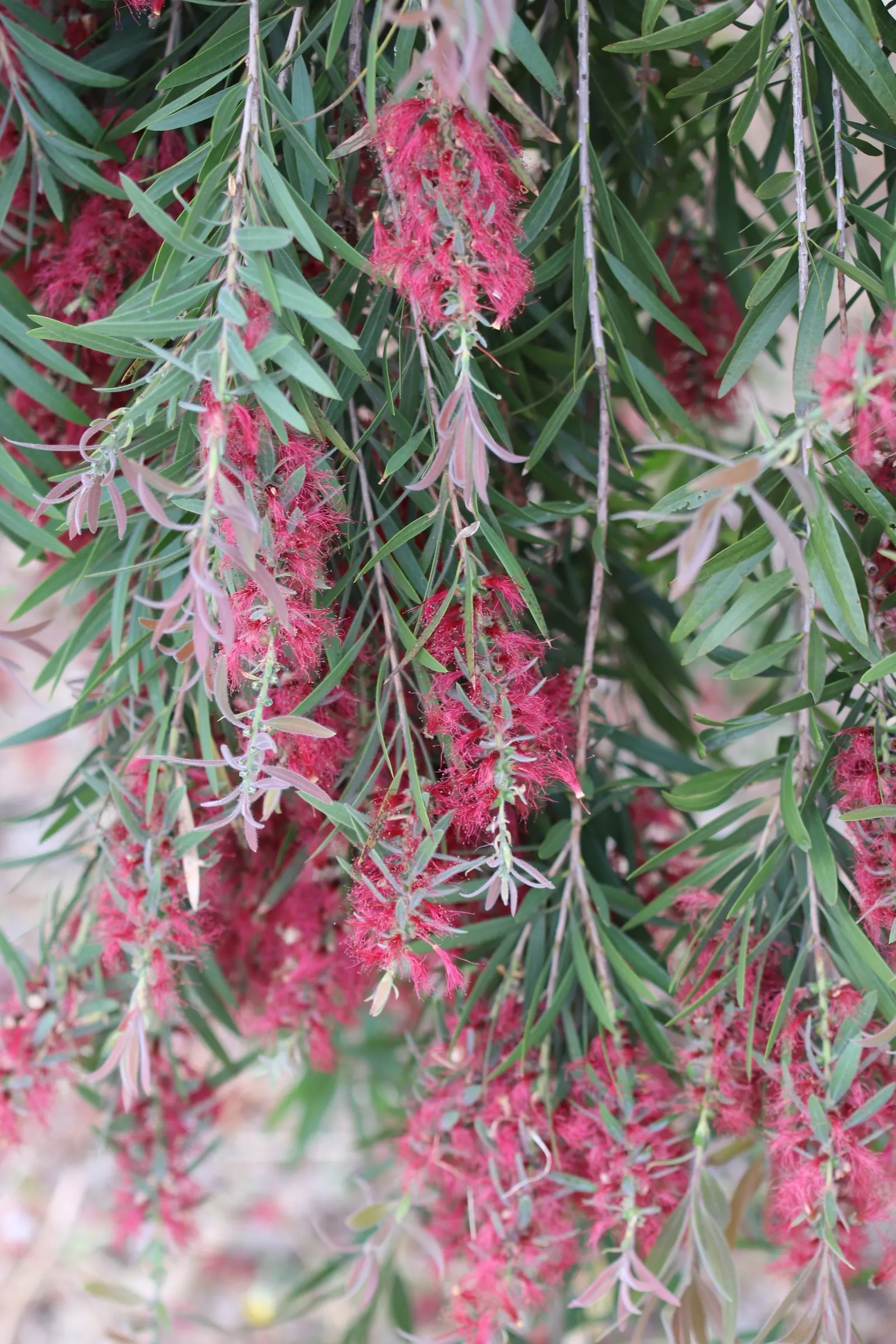 Weeping Bottlebrush (Callistemon Viminalis) — Originating from Australia, this plant is favored for its unique, striking flowers and weeping growth, image 55