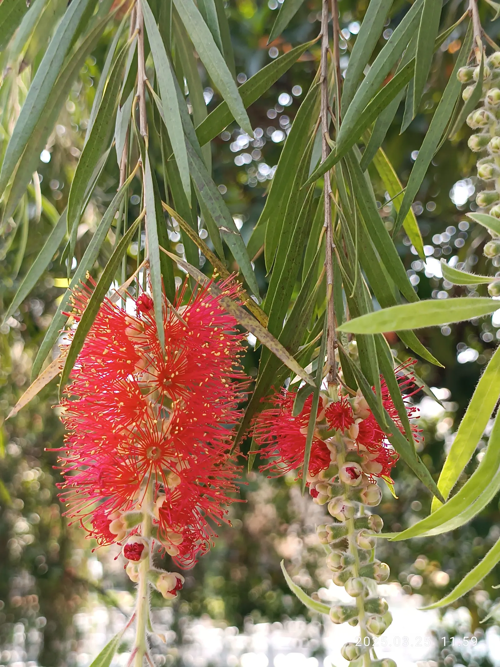 Weeping Bottlebrush (Callistemon Viminalis) — making it a suitable choice for focal points in medium to large gardens