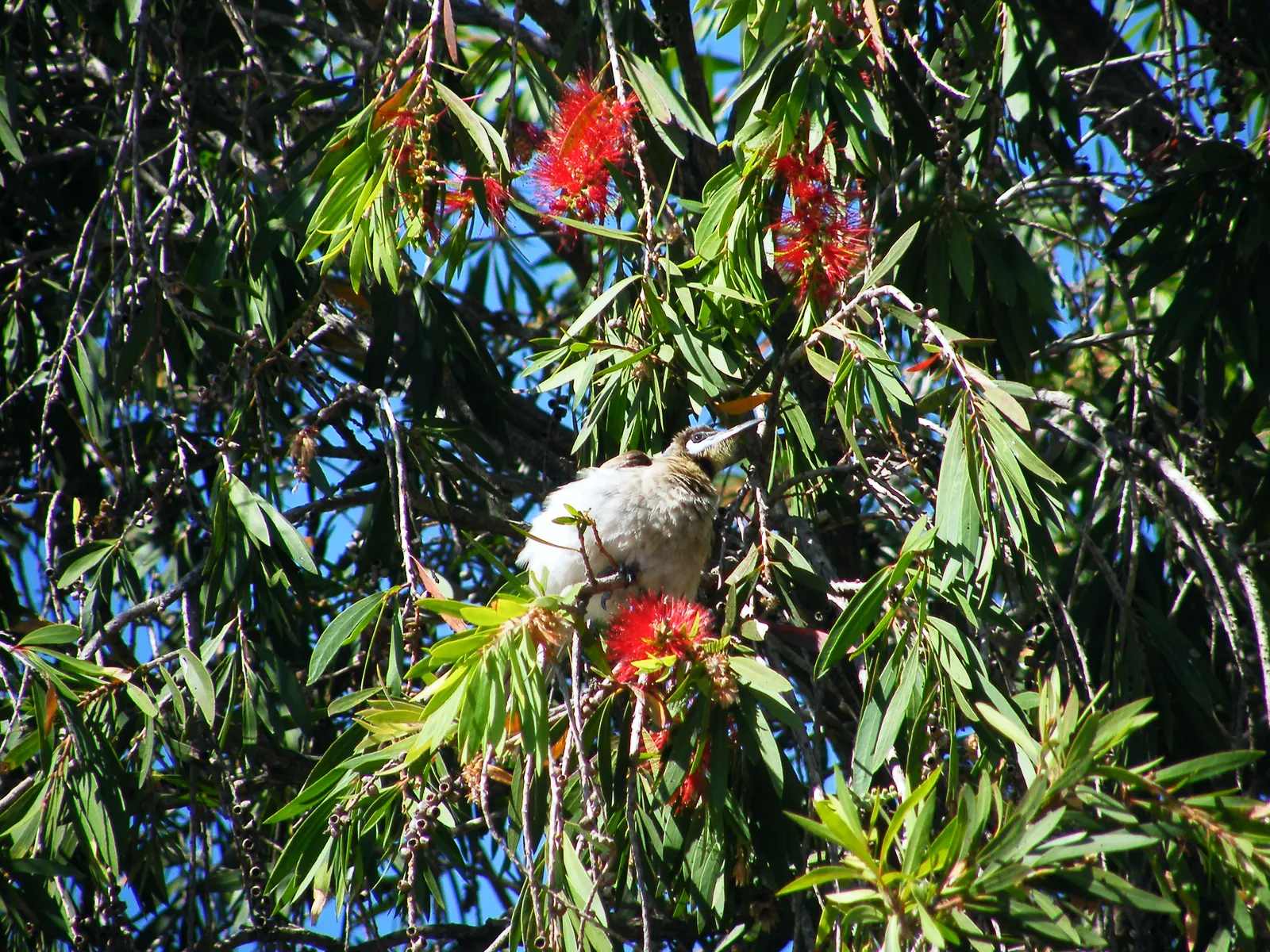 Weeping Bottlebrush (Callistemon Viminalis) — It's also resistant to most pests and diseases