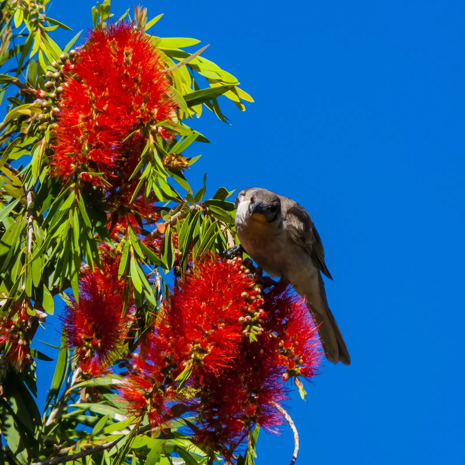 Weeping Bottlebrush (Callistemon Viminalis) — red flowers in the garden; originating from Australia, this plant is favored for its unique, striking, image 94