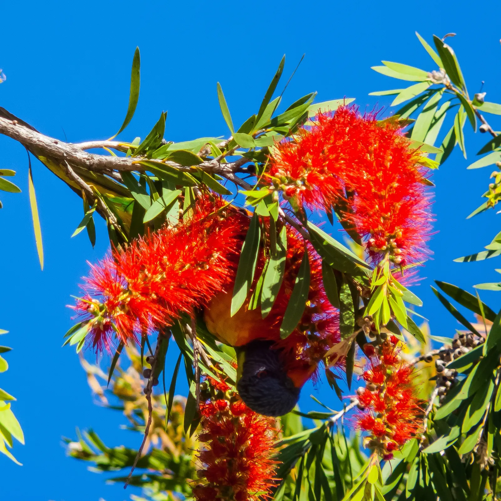 Weeping Bottlebrush (Callistemon Viminalis) — It is hardy to USDA zones 9 through 11 and is drought-tolerant once established, requiring minimal, image 87