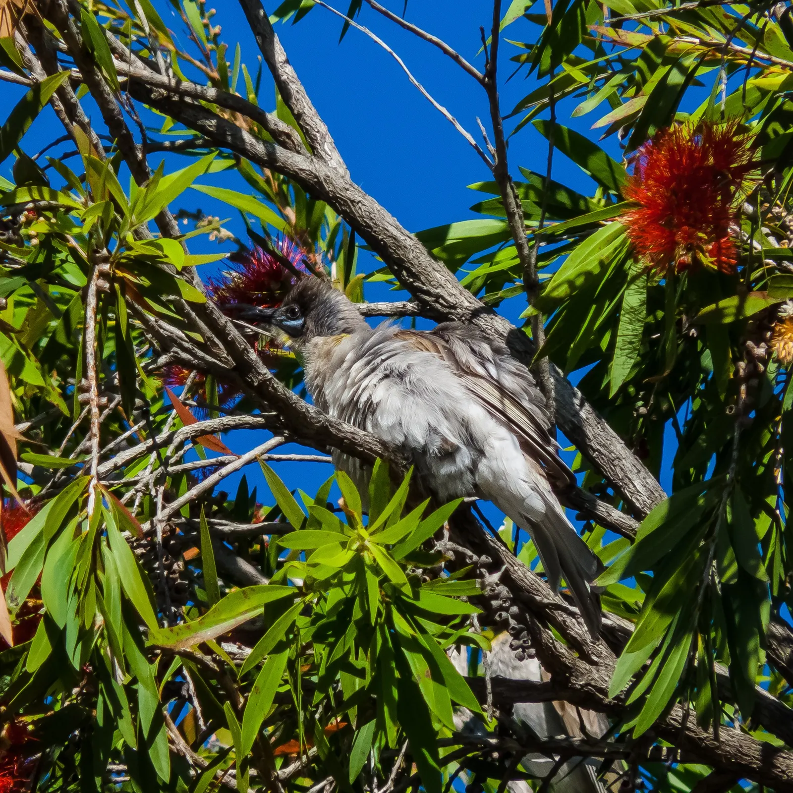 Weeping Bottlebrush (Callistemon Viminalis) — lance-shaped leaves that range from 3 to 6 inches in length