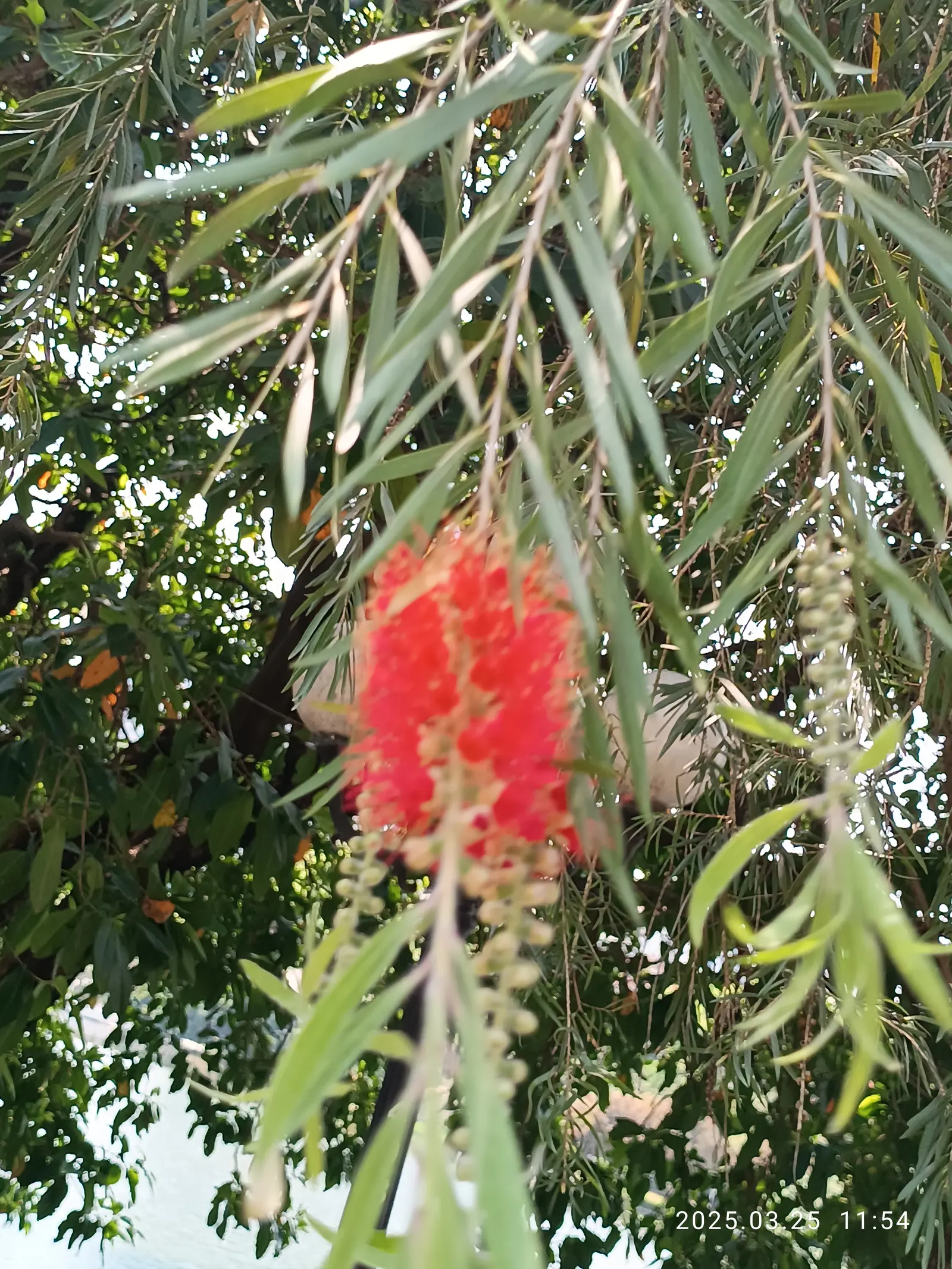 Weeping Bottlebrush (Callistemon Viminalis) — It typically reaches heights of 15 to 20 feet with a spread of about 10 to 15 feet; scientifically known as