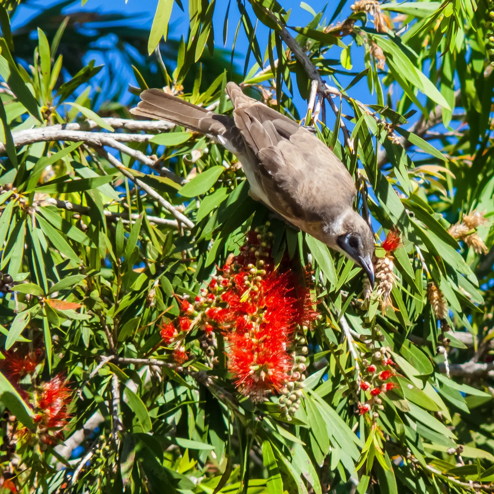Weeping Bottlebrush (Callistemon Viminalis) — ensuring a captivating garden spectacle year-round; tree for full or half