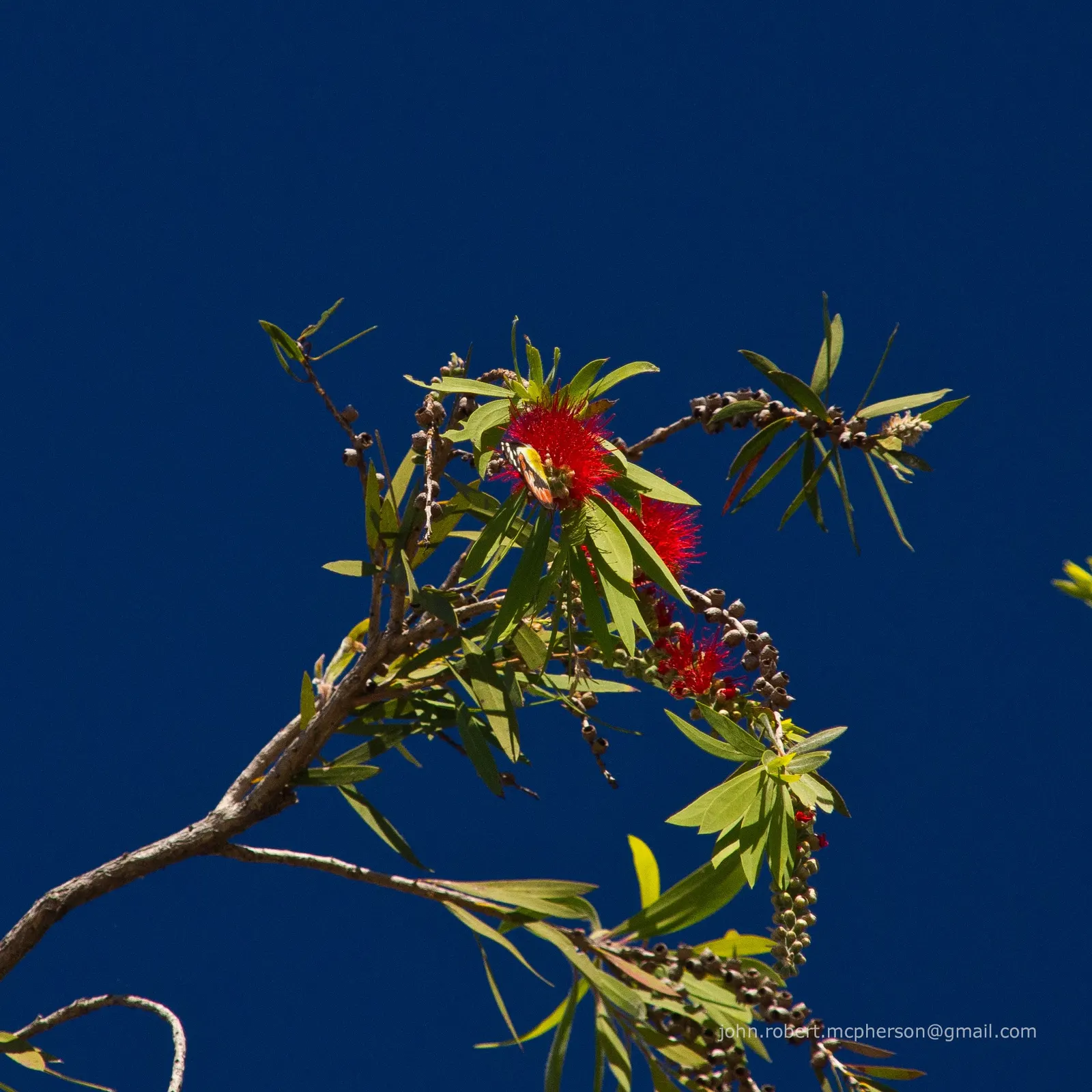 Weeping Bottlebrush (Callistemon Viminalis) — Plant in well-drained soil for a vibrant splash in residential or public landscapes; it's also, image 123