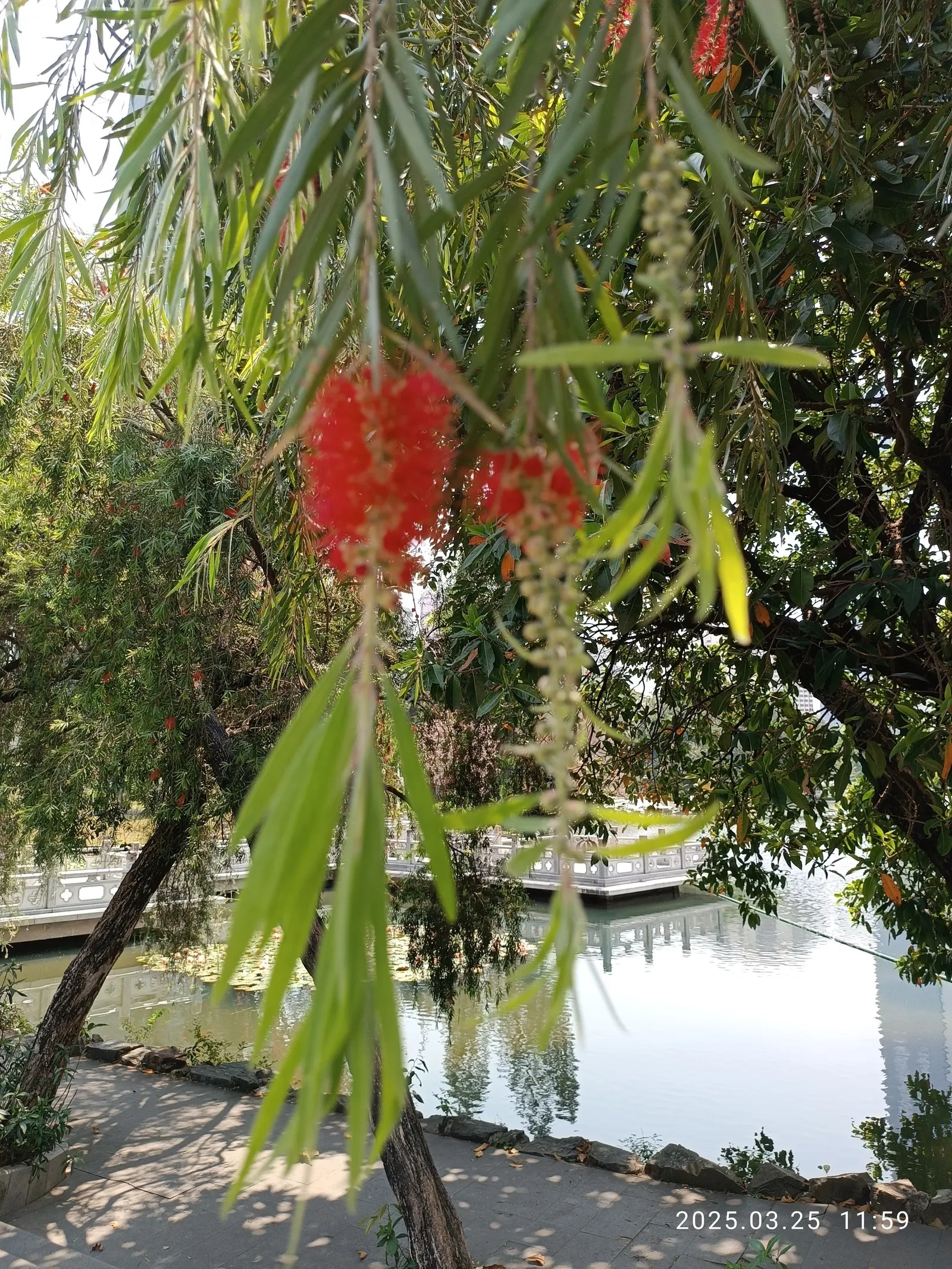 Weeping Bottlebrush (Callistemon Viminalis) — Originating from Australia, this plant is favored for its unique, striking flowers and weeping growth, image 79