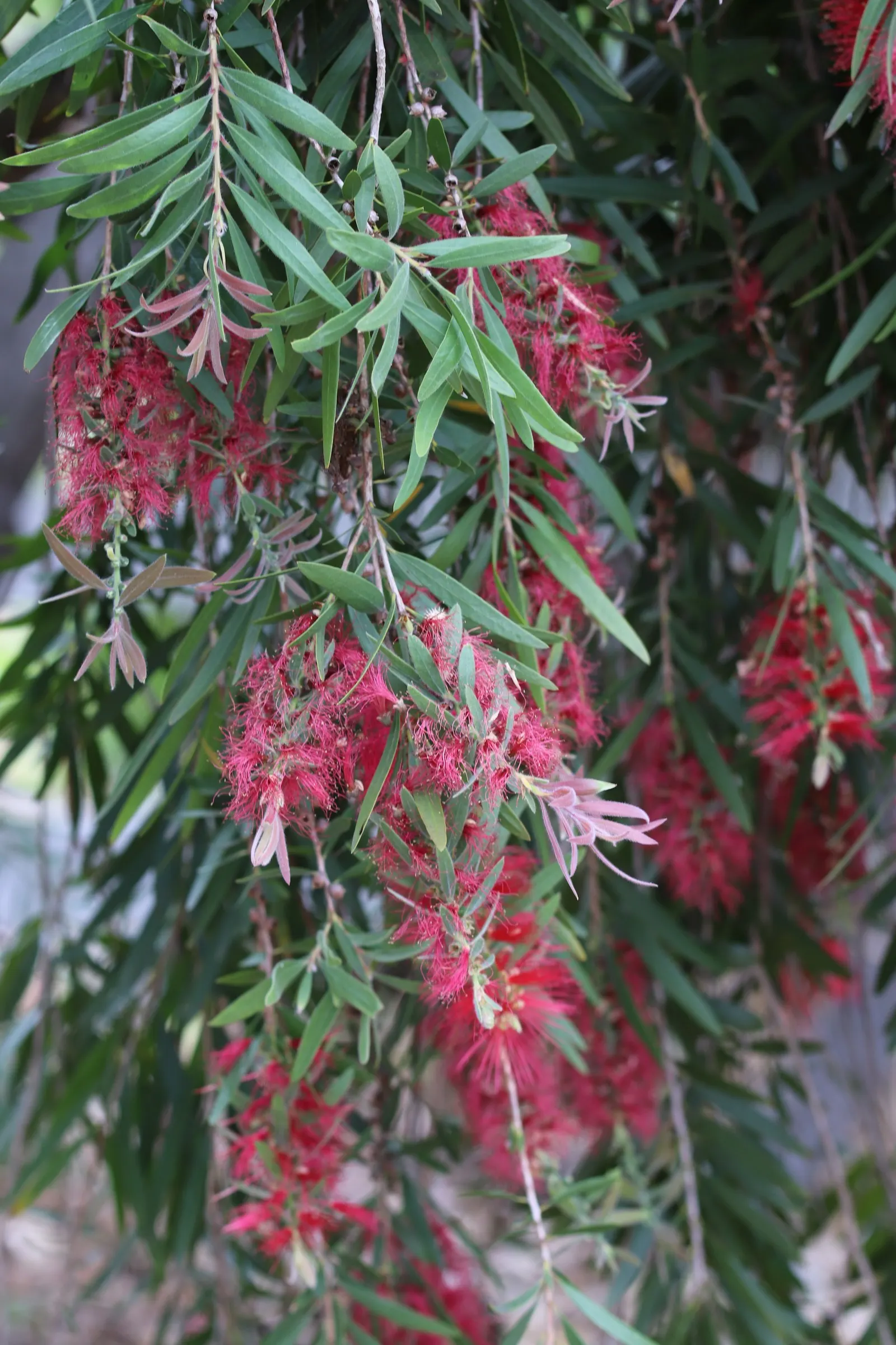 Weeping Bottlebrush (Callistemon Viminalis) — It is hardy to USDA zones 9 through 11 and is drought-tolerant once established, requiring minimal, image 159