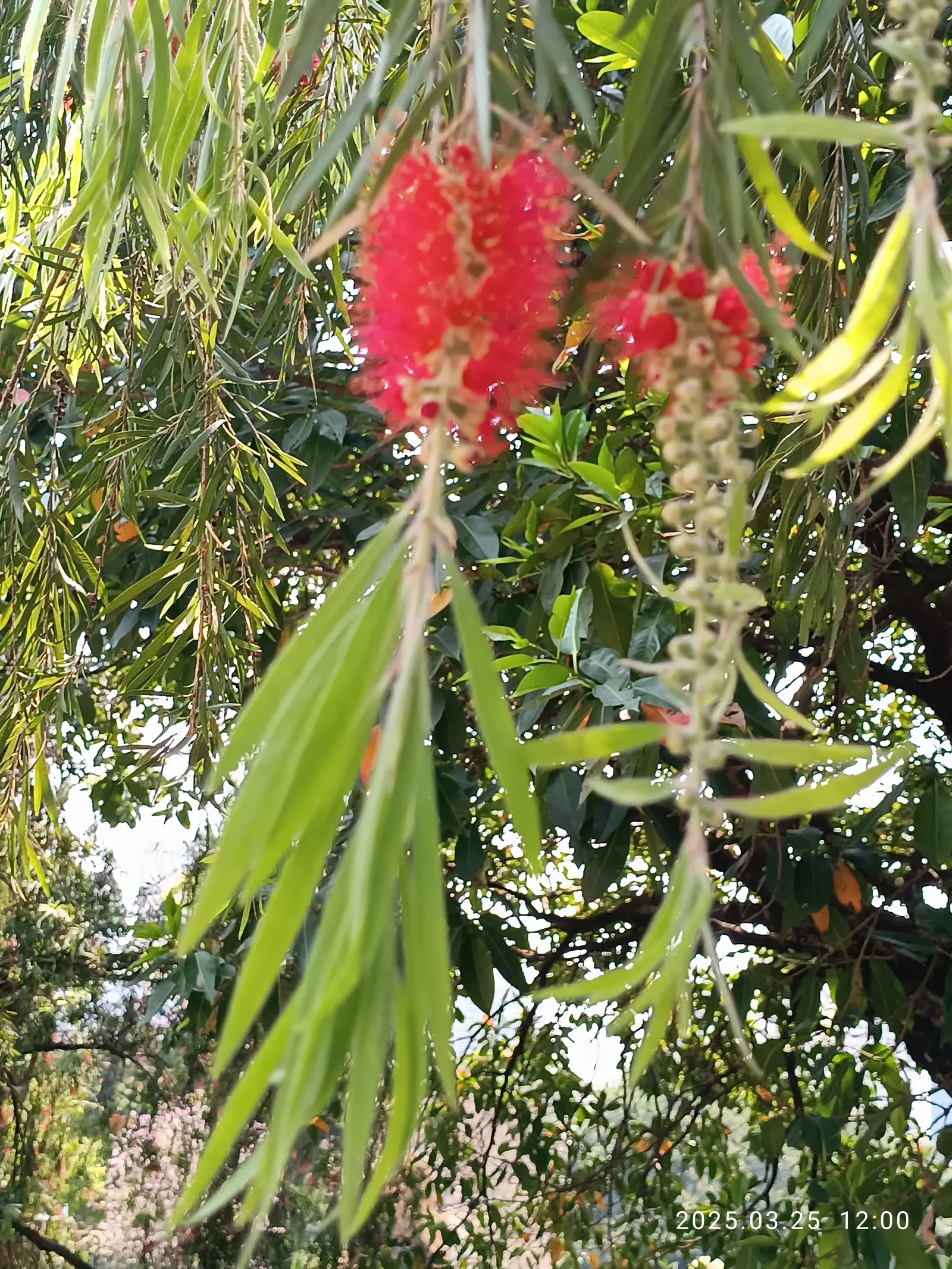 Weeping Bottlebrush (Callistemon Viminalis) — In spring and periodically throughout the year