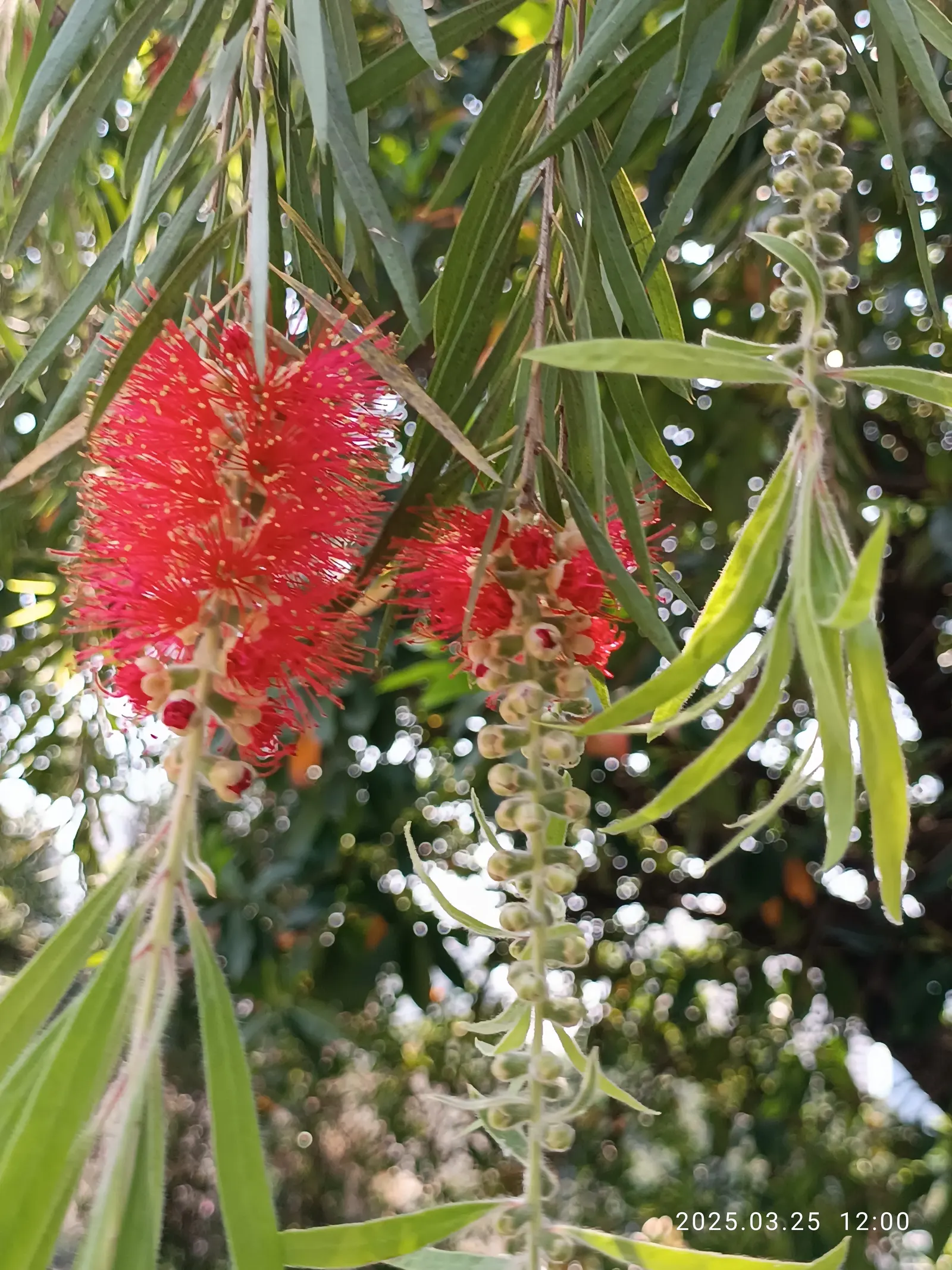 Weeping Bottlebrush (Callistemon Viminalis) — which droop gracefully and are covered in narrow; enduring selection for any landscape design, image 106