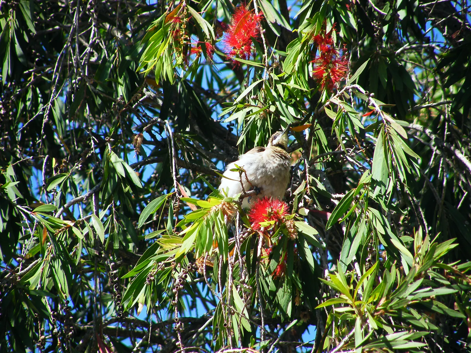 Weeping Bottlebrush (Callistemon Viminalis) — tree for full or half; ensuring a captivating garden spectacle year-round, image 72