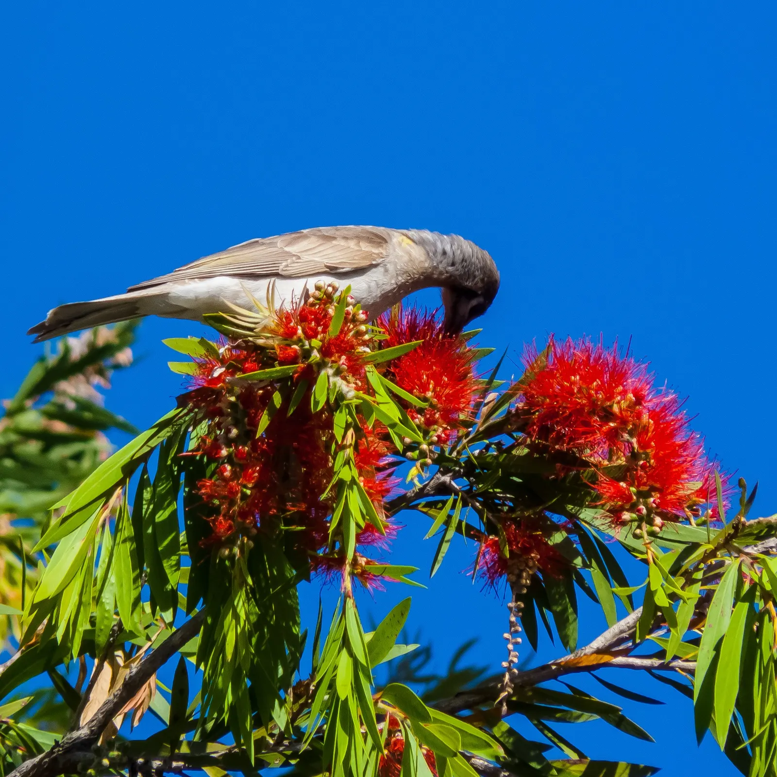 Weeping Bottlebrush (Callistemon Viminalis) — tree with red blooms