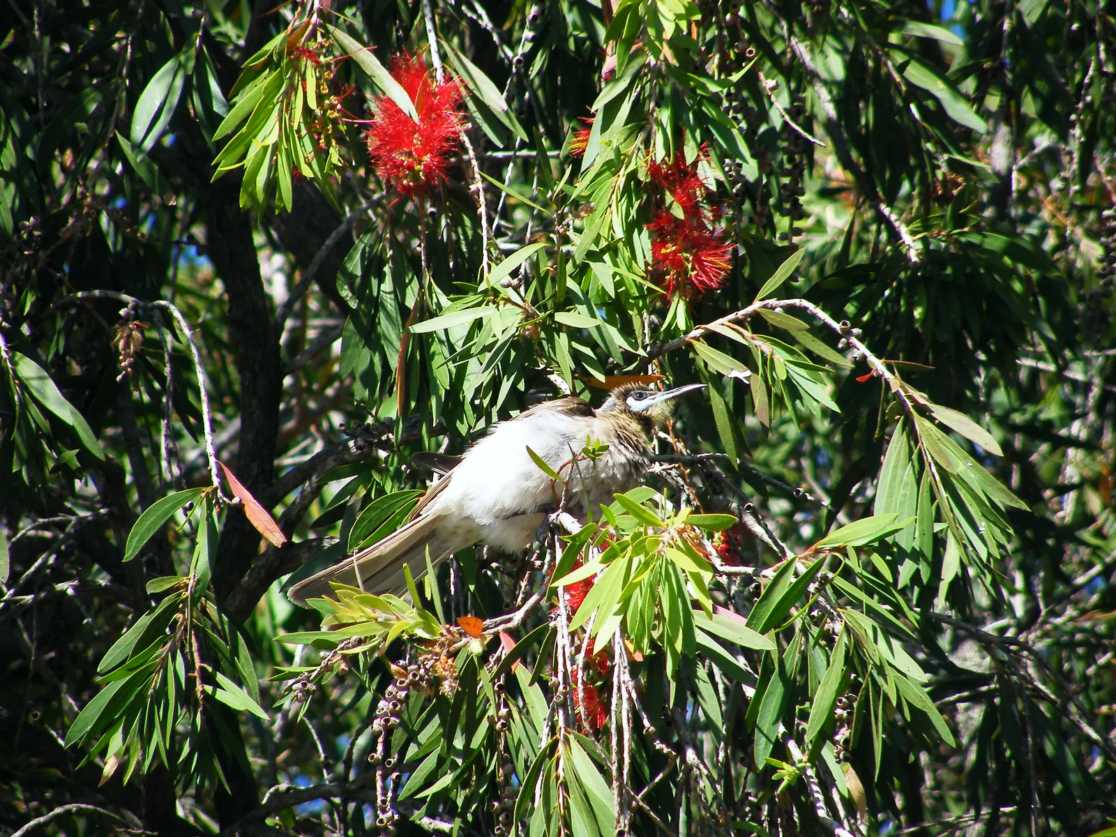 Weeping Bottlebrush (Callistemon Viminalis) — brush-like inflorescences; tree with red blooms, image 158