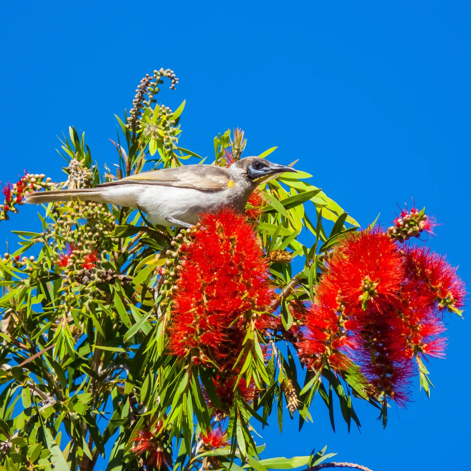 Weeping Bottlebrush (Callistemon Viminalis) — enduring selection for any landscape design; which droop gracefully and are covered in narrow, image 67