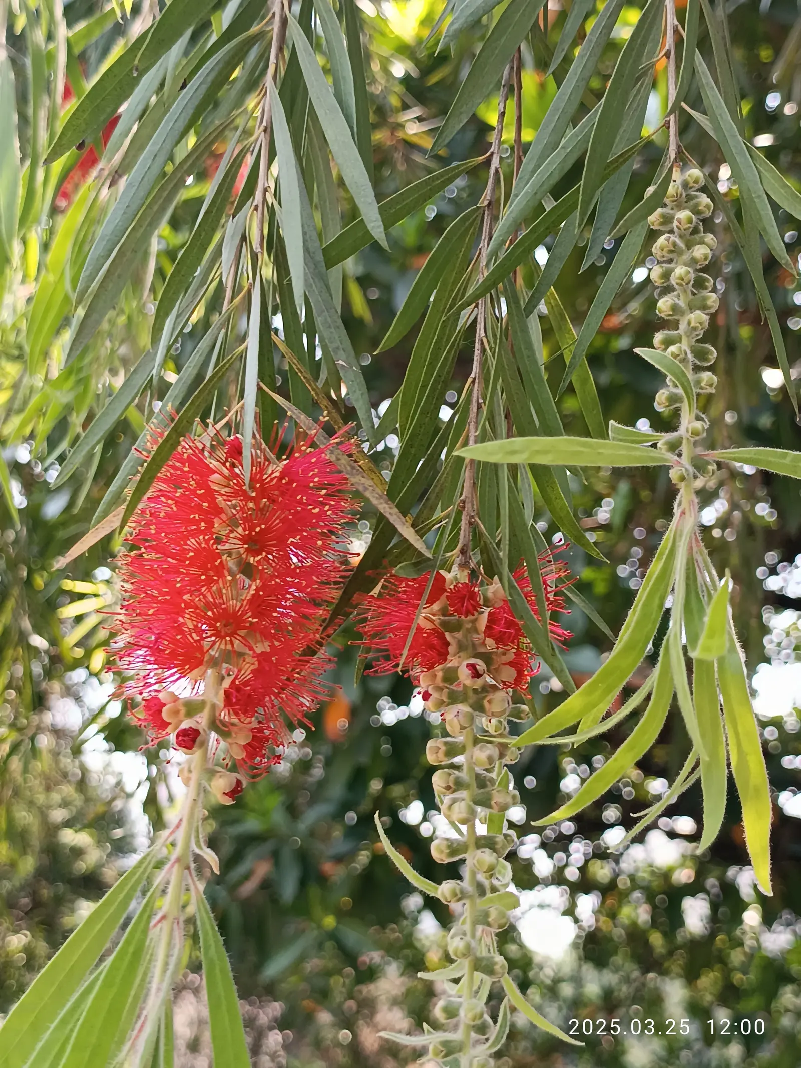 Weeping Bottlebrush (Callistemon Viminalis) — Plant in well-drained soil for a vibrant splash in residential or public landscapes; it's also, image 51