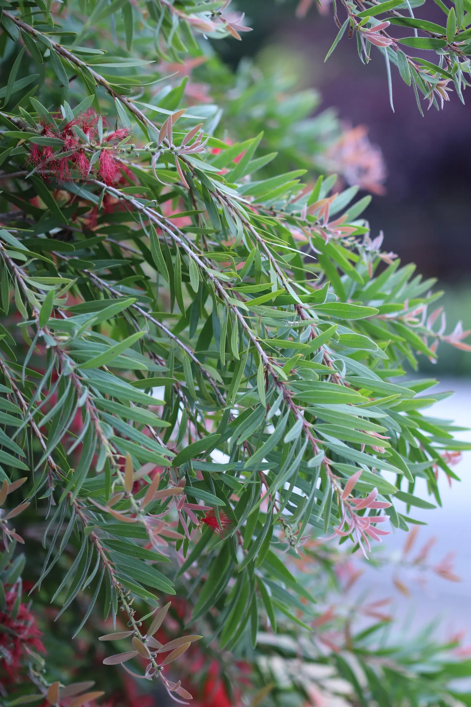 Weeping Bottlebrush (Callistemon Viminalis) — red flowers in the garden; originating from Australia, this plant is favored for its unique, striking, image 70