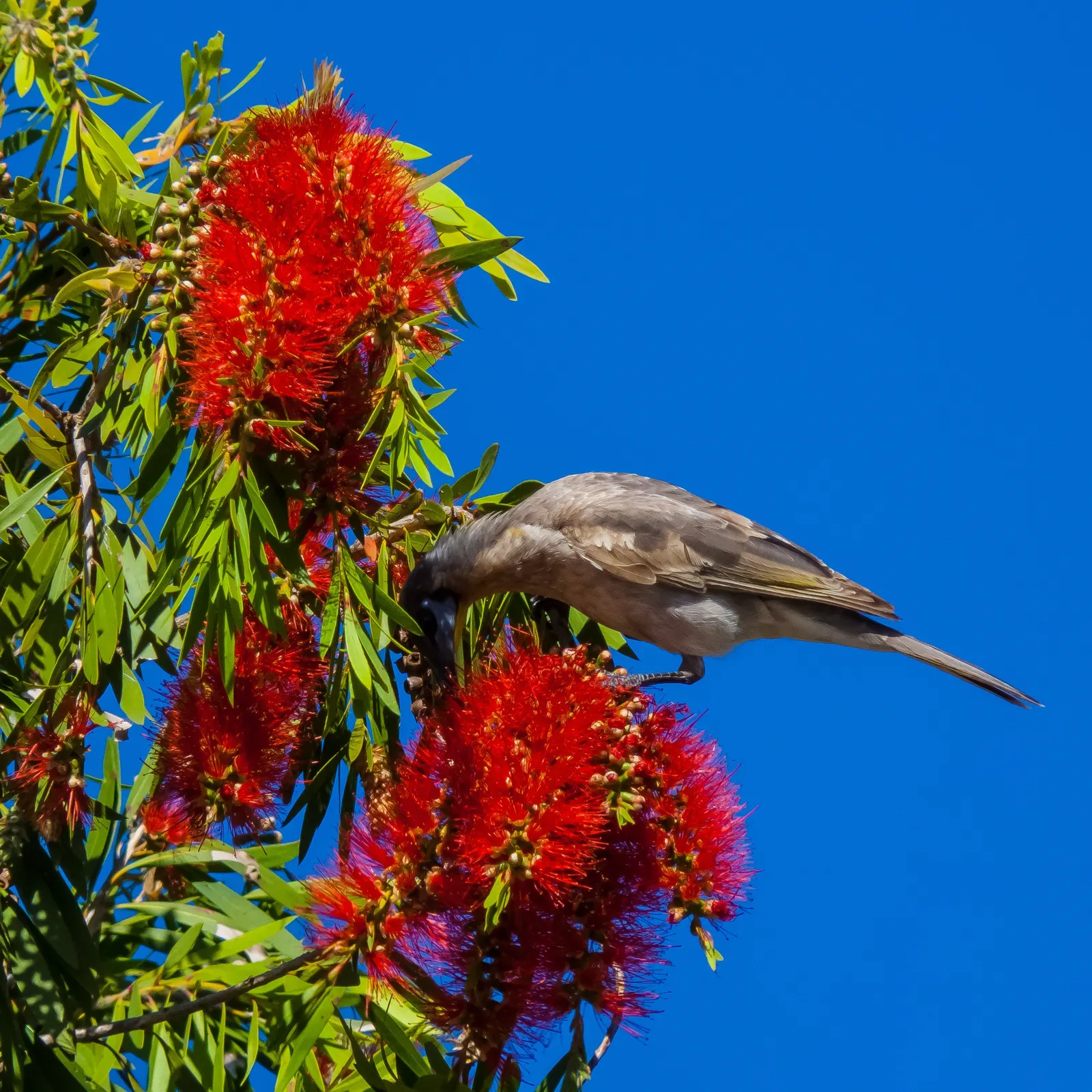 Weeping Bottlebrush (Callistemon Viminalis) — is an attractive and versatile evergreen that adds a touch of elegance to any landscape; it is hardy to USDA