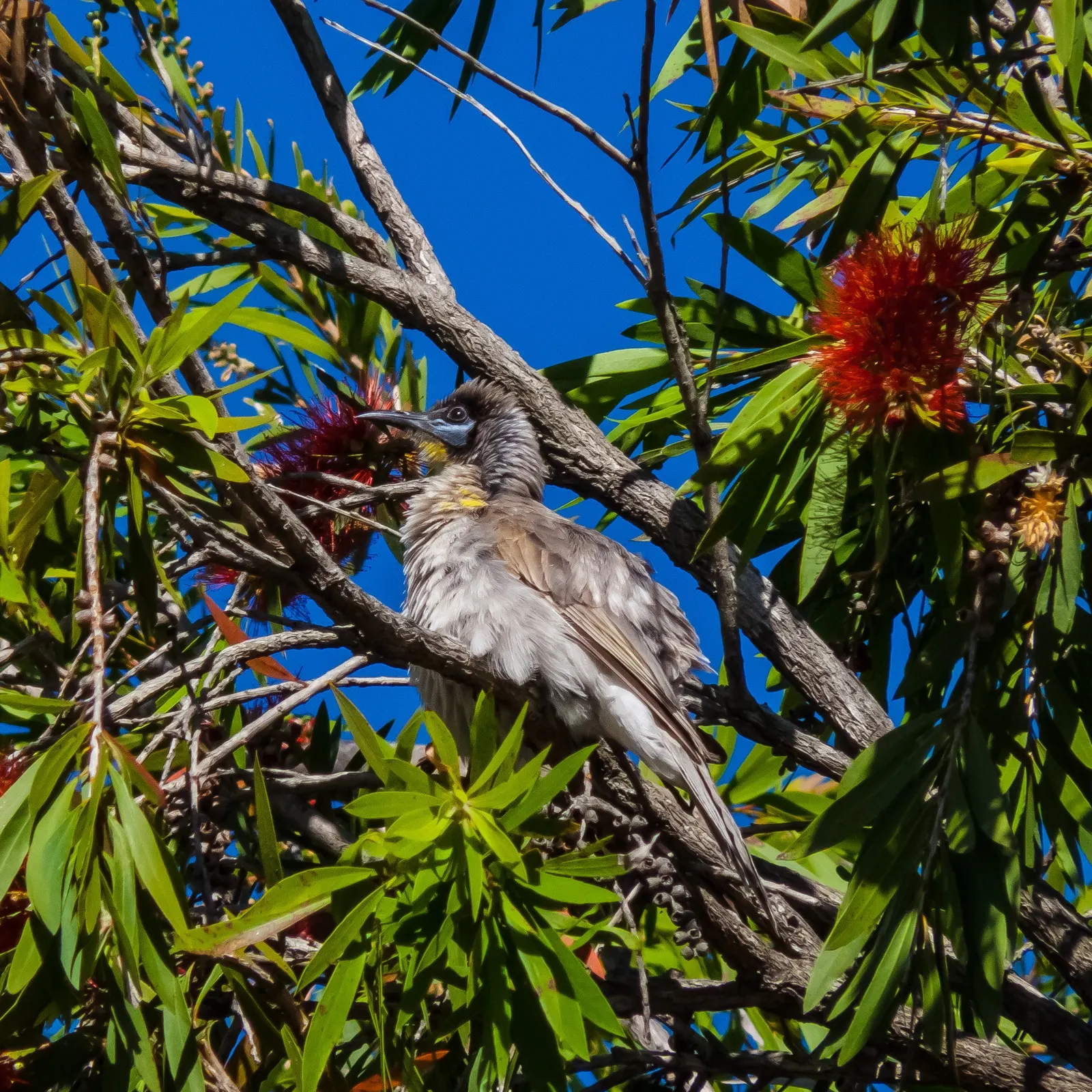 Weeping Bottlebrush (Callistemon Viminalis) — is an attractive and versatile evergreen that adds a touch of elegance to any landscape; it is hardy, image 54