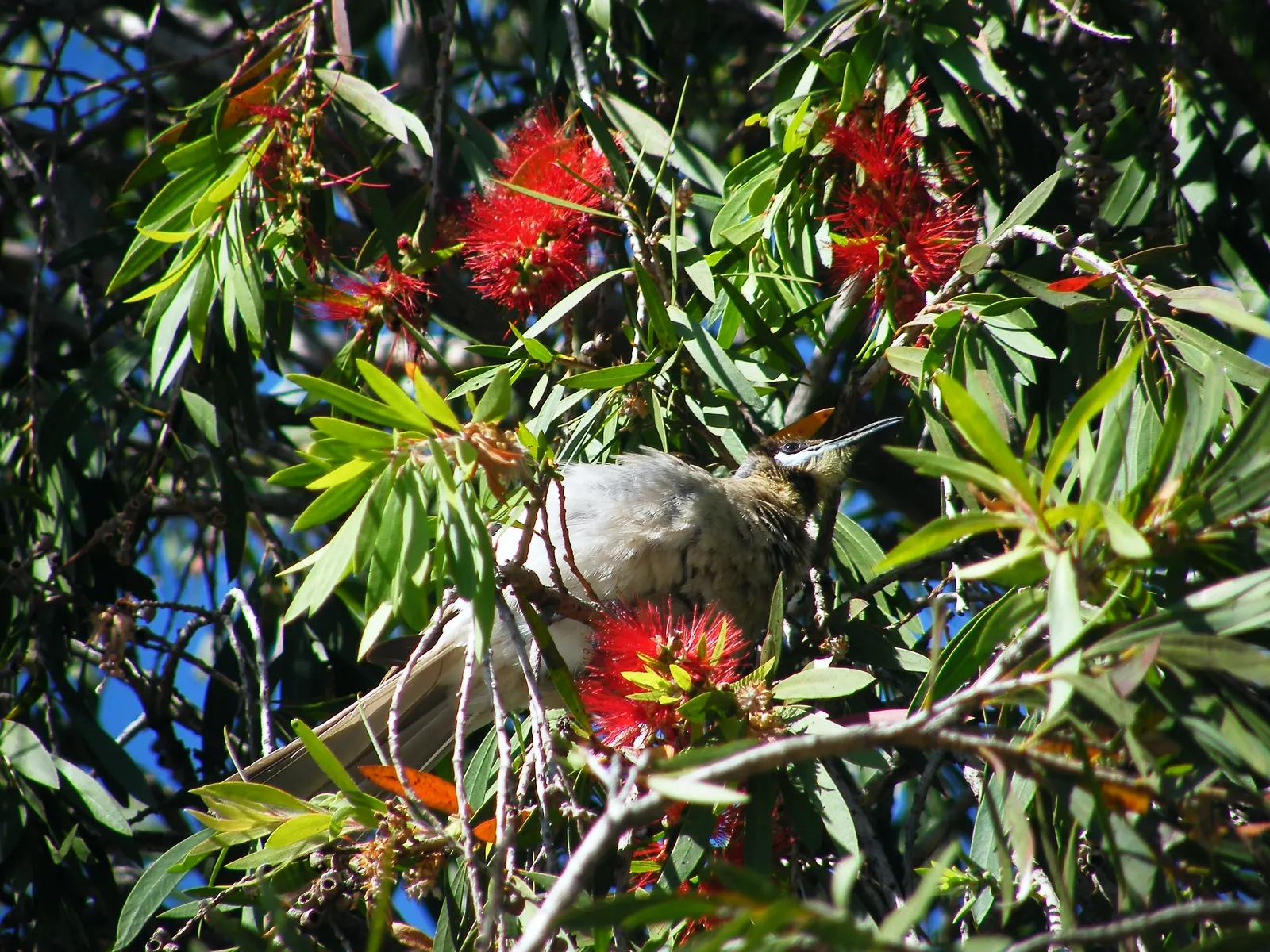 Weeping Bottlebrush (Callistemon Viminalis) — scientifically known as Callistemon viminalis; it typically reaches heights of 15 to 20 feet with a, image 125