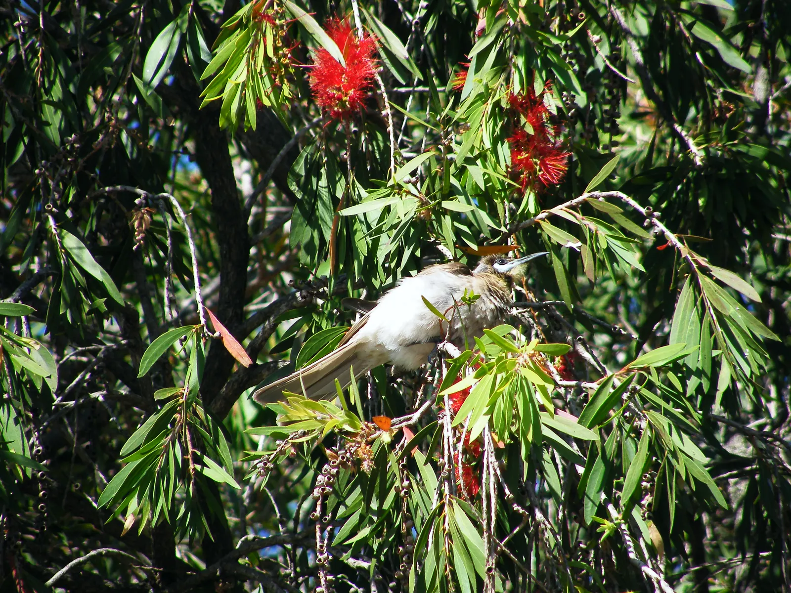 Weeping Bottlebrush (Callistemon Viminalis) — The Weeping Bottlebrush is relatively low-maintenance; it bursts into color with vibrant red, image 88