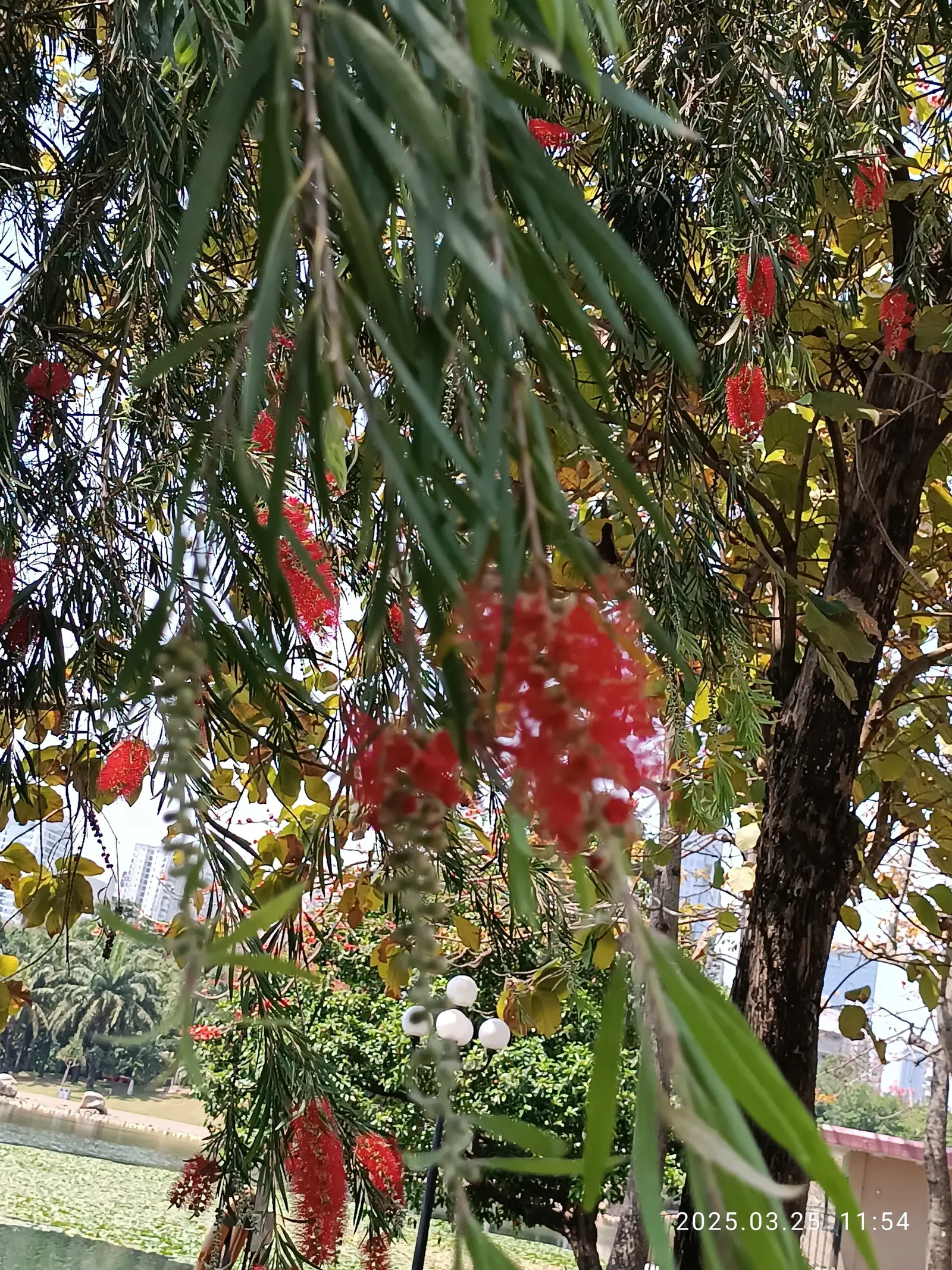 Weeping Bottlebrush (Callistemon Viminalis) — brush-like inflorescences; tree with red blooms