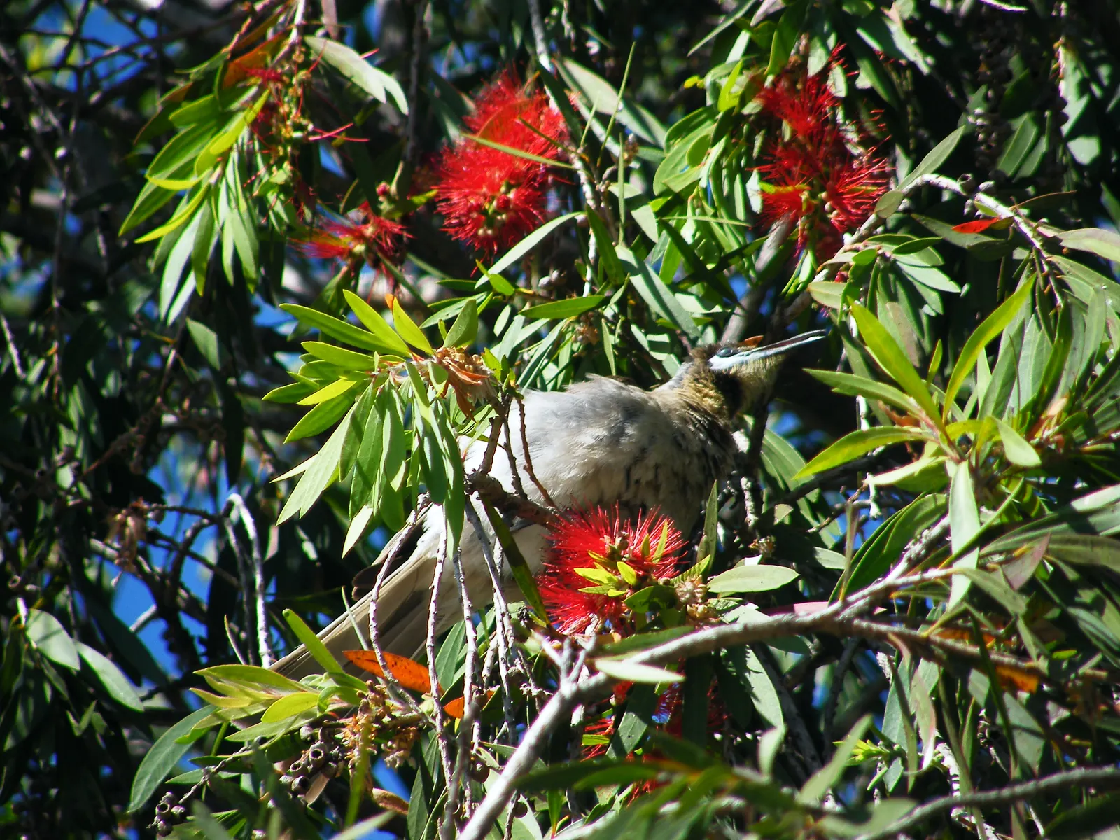 Weeping Bottlebrush (Callistemon Viminalis) — scientifically known as Callistemon viminalis; it typically reaches heights of 15 to 20 feet with a, image 77