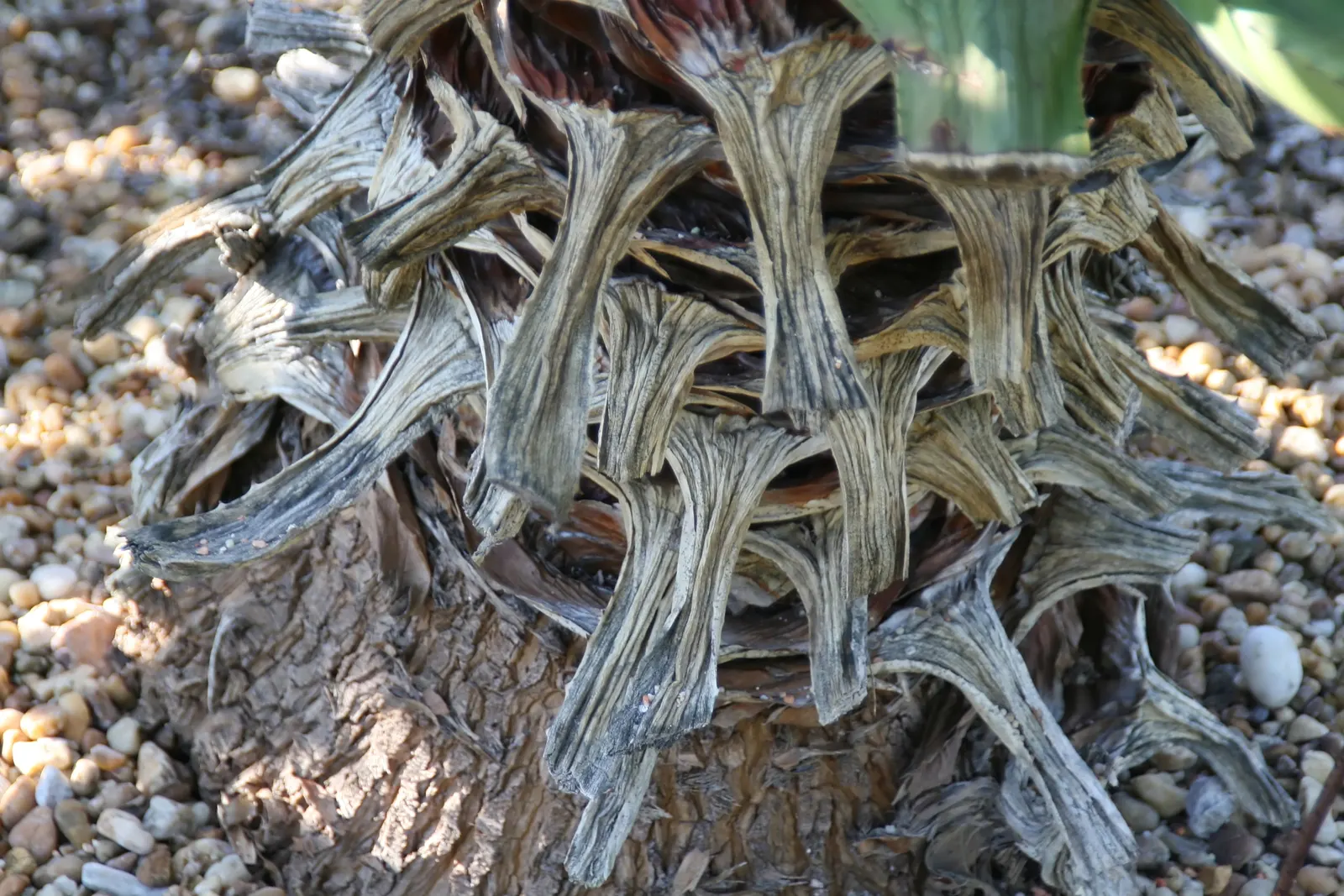 Mac Dougal's Or Oaxacan Furcraea (Furcraea Macdougalii) — This agave relative thrives in full sun and well-draining soil, demanding minimal water