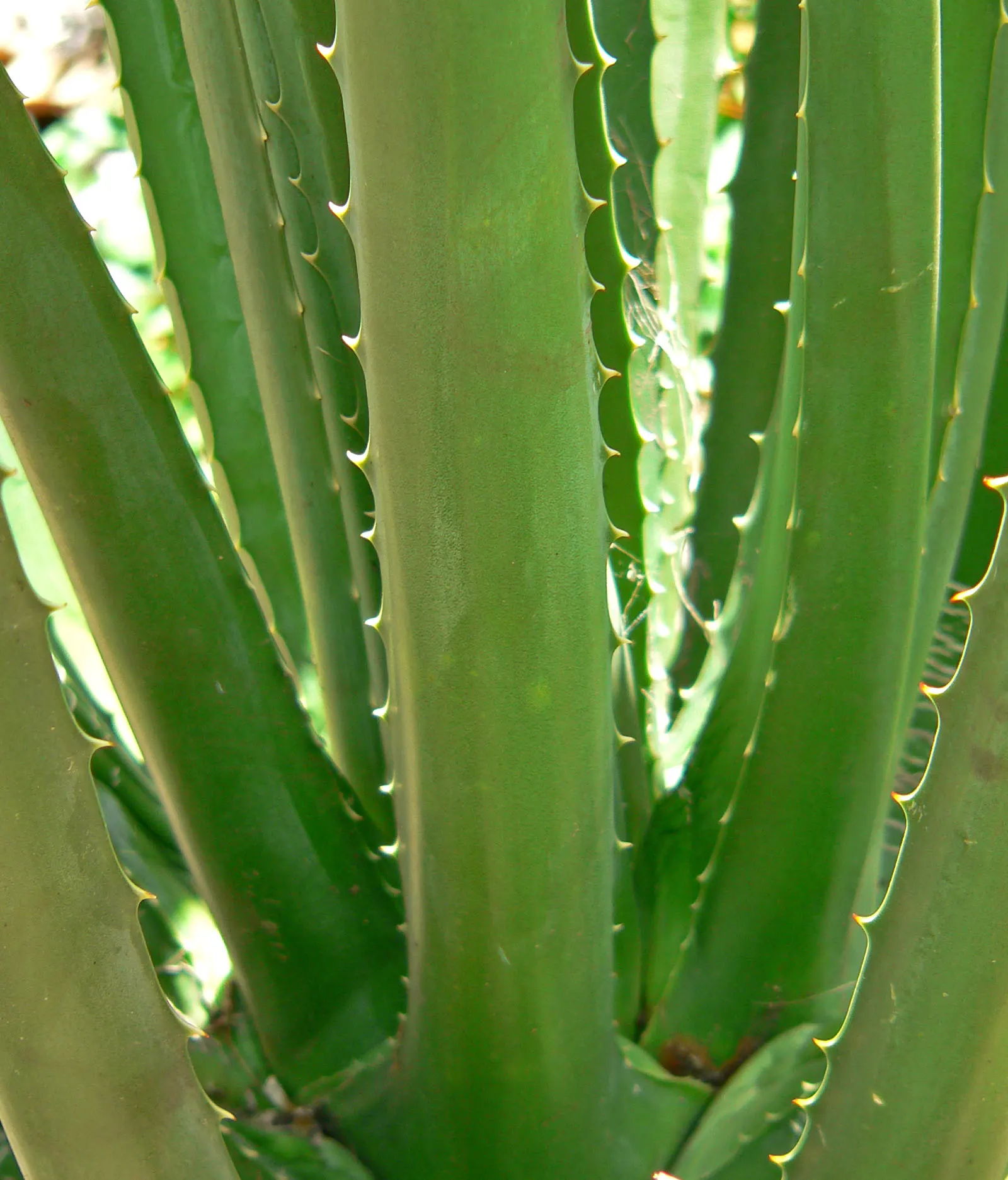 Mac Dougal's Or Oaxacan Furcraea (Furcraea Macdougalii) — is a striking succulent reaching heights of up to 15 ft