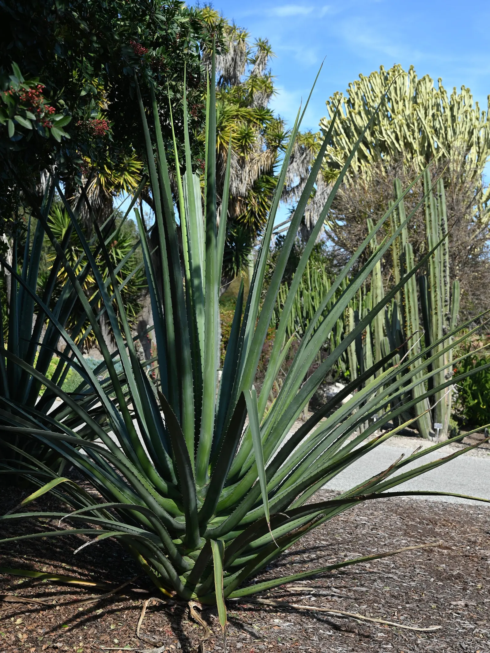 Mac Dougal's Or Oaxacan Furcraea (Furcraea Macdougalii) — Its rosette of lance-shaped leaves spans approximately 6 ft, contributing to its commanding presence