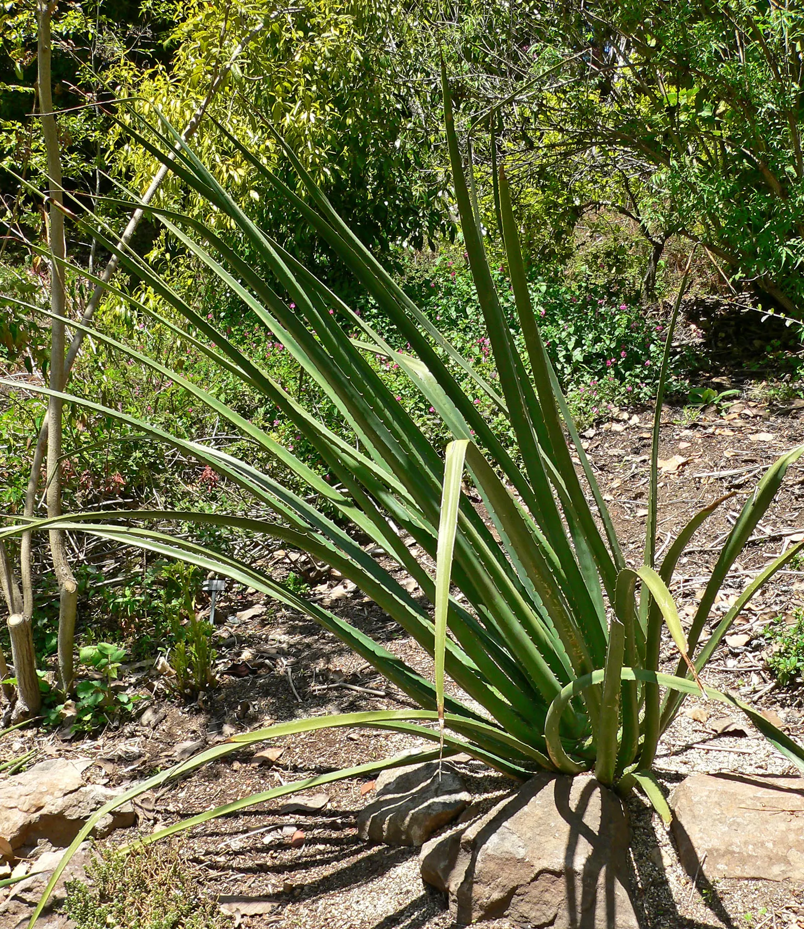 Mac Dougal's Or Oaxacan Furcraea (Furcraea Macdougalii) — this agave family member boasts a bold rosette of lance-shaped