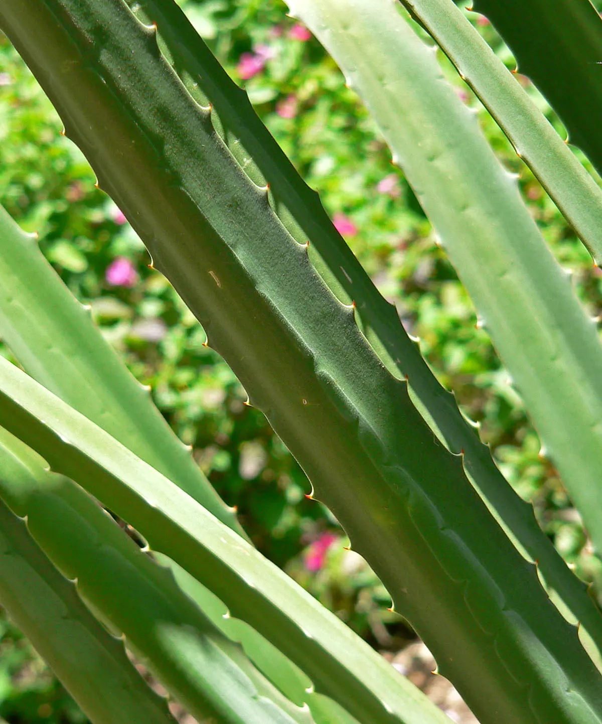 Mac Dougal's Or Oaxacan Furcraea (Furcraea Macdougalii) — also known as MacDougal's or Oaxacan Furcraea