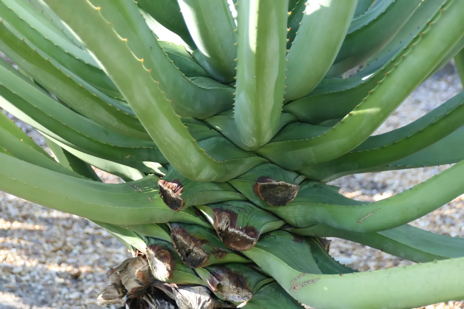 Mac Dougal's Or Oaxacan Furcraea (Furcraea Macdougalii) — commonly known as the MacDougal's or Oaxacan Furcraea