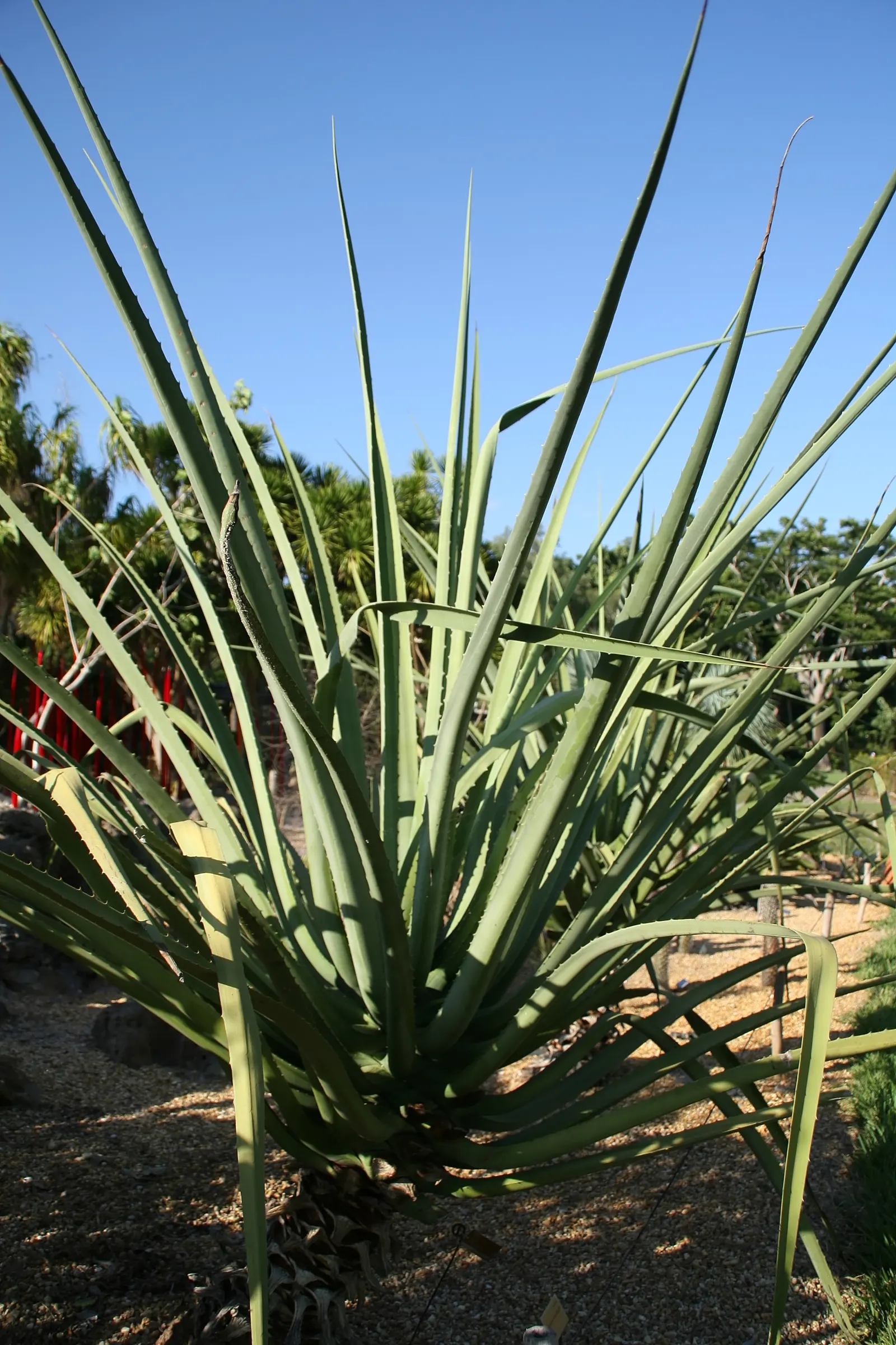 Mac Dougal's Or Oaxacan Furcraea (Furcraea Macdougalii) — stands as a striking focal point in any landscape design