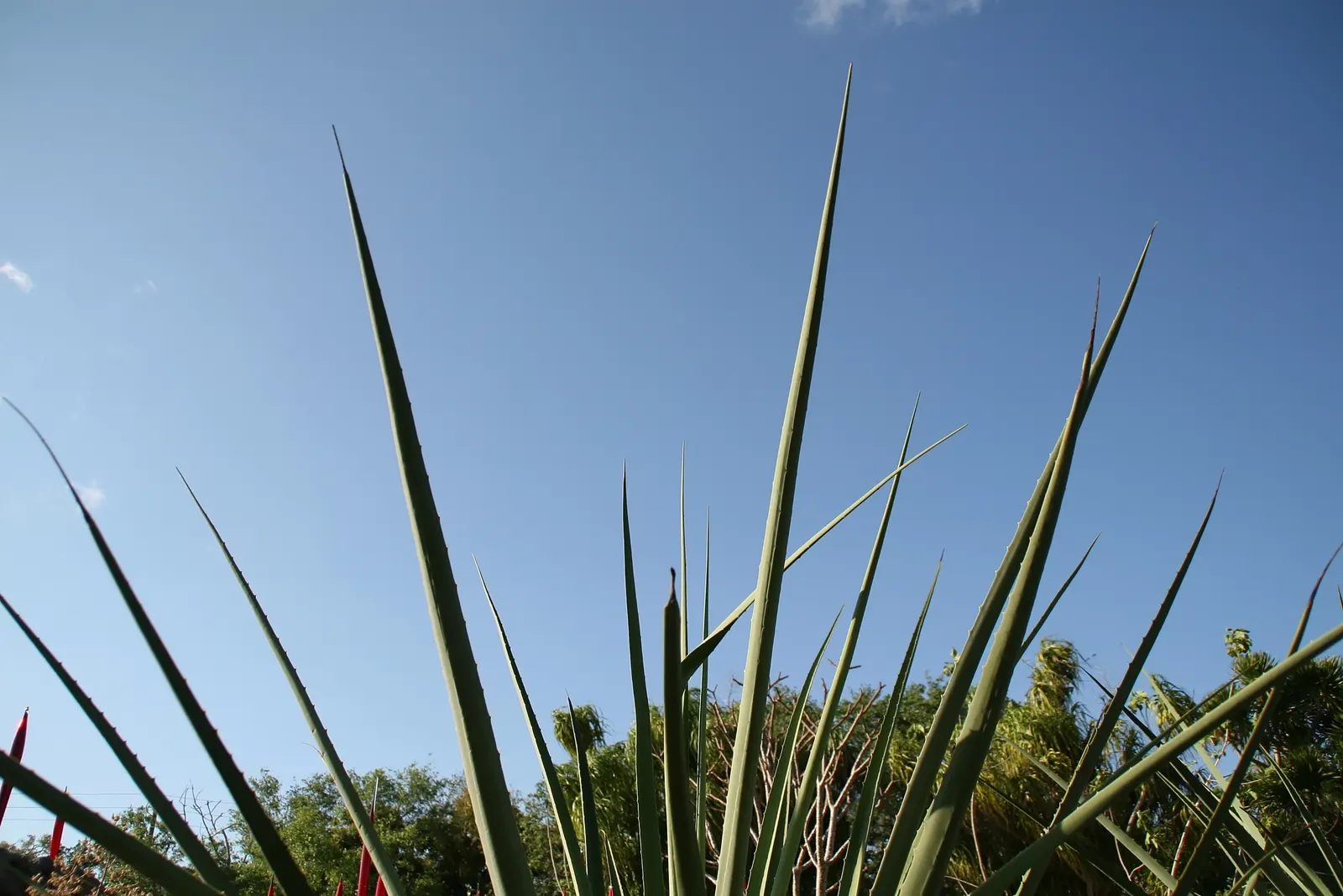 Mac Dougal's Or Oaxacan Furcraea (Furcraea Macdougalii) — In maturity, it sends up a dramatic flower stalk, making it a focal point in xeriscaped and dry