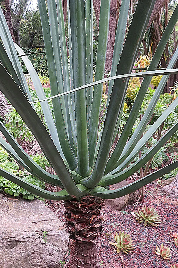 Mac Dougal's Or Oaxacan Furcraea (Furcraea Macdougalii) — with the plant's mature spread reaching up to 10 feet across