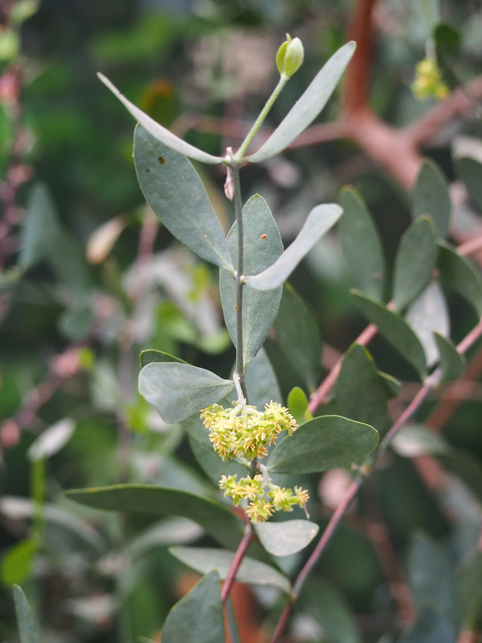 Jojoba, Goatnut (Simmondsia Chinensis) — gray-green leaves are leathery and oval; it can reach a mature height of up to 6 feet with a spread of 6 to 10 feet