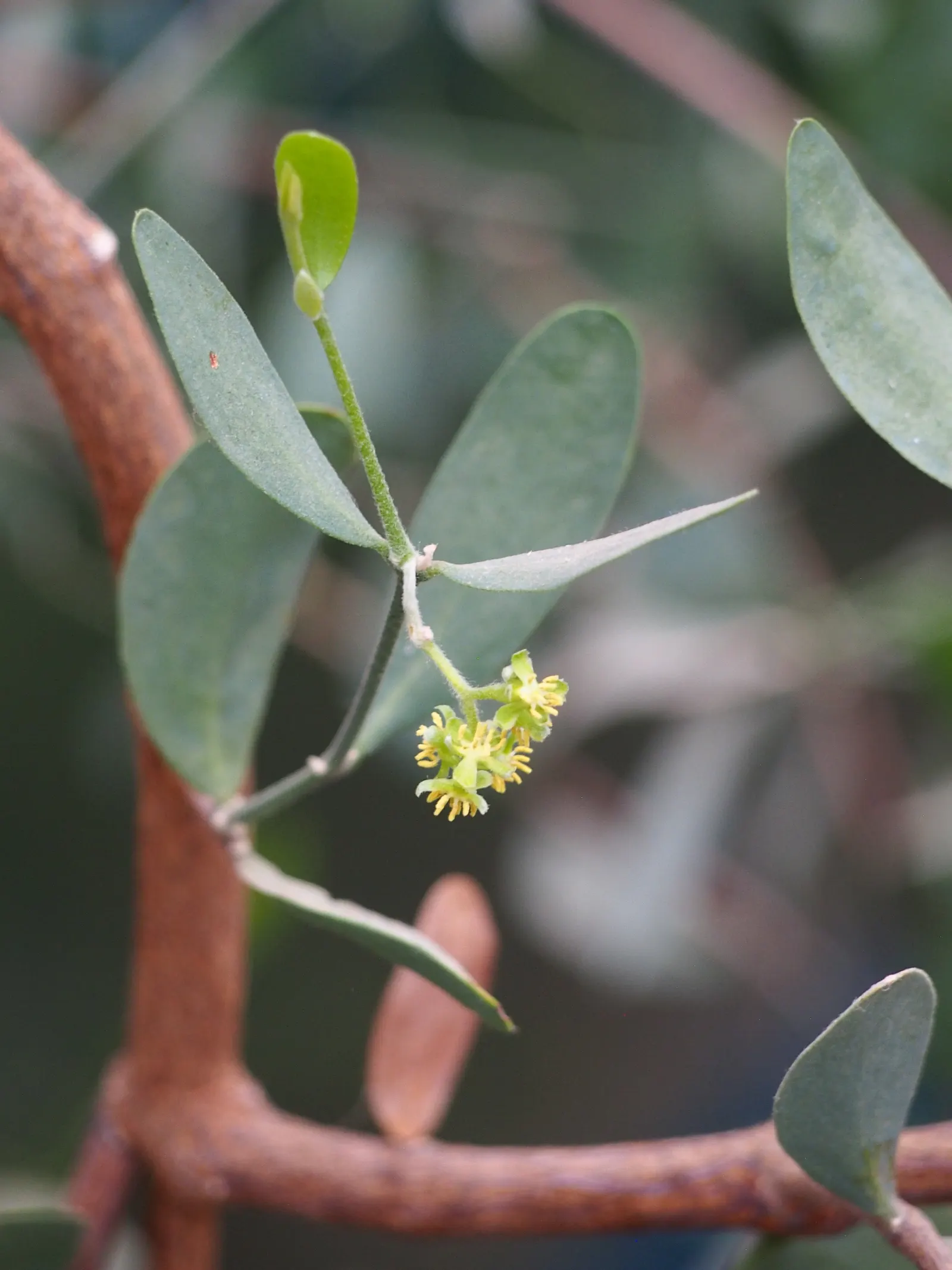 Jojoba, Goatnut (Simmondsia Chinensis) — Jojoba produces inconspicuous greenish-yellow flowers; being dioecious; remember to allocate space for its full width