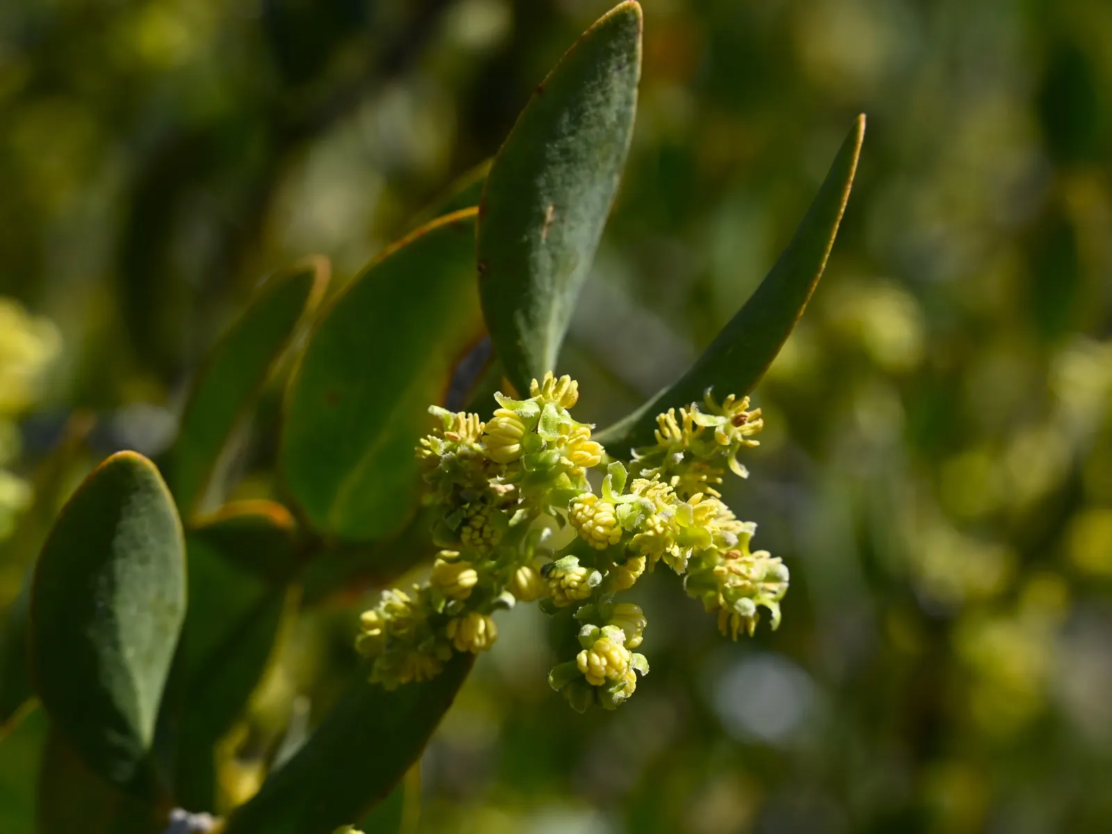 Jojoba, Goatnut (Simmondsia Chinensis) — Noted for its wax-producing seeds; remember to allocate space for its full width and height in landscape planning for