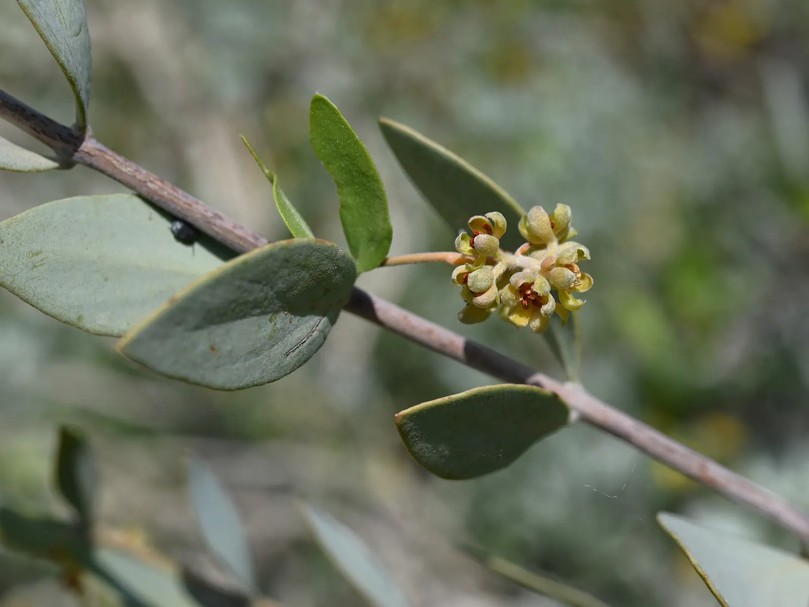 Jojoba, Goatnut (Simmondsia Chinensis) — this dioecious plant requires both male and female specimens for pollination; noted for its wax-producing seeds