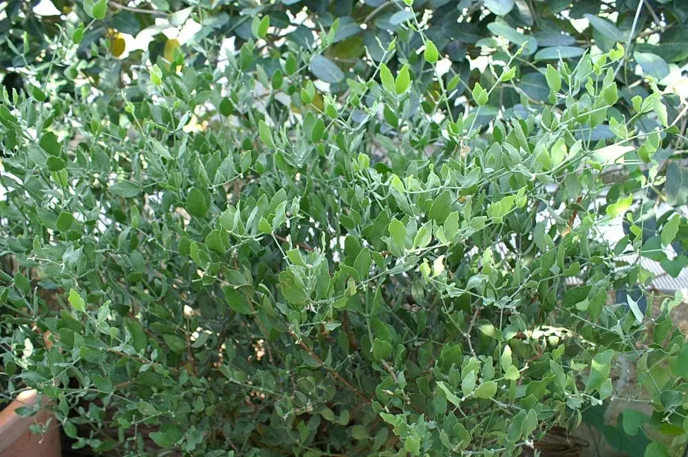 Jojoba, Goatnut (Simmondsia Chinensis) — It can reach a mature height of up to 6 feet with a spread of 6 to 10 feet