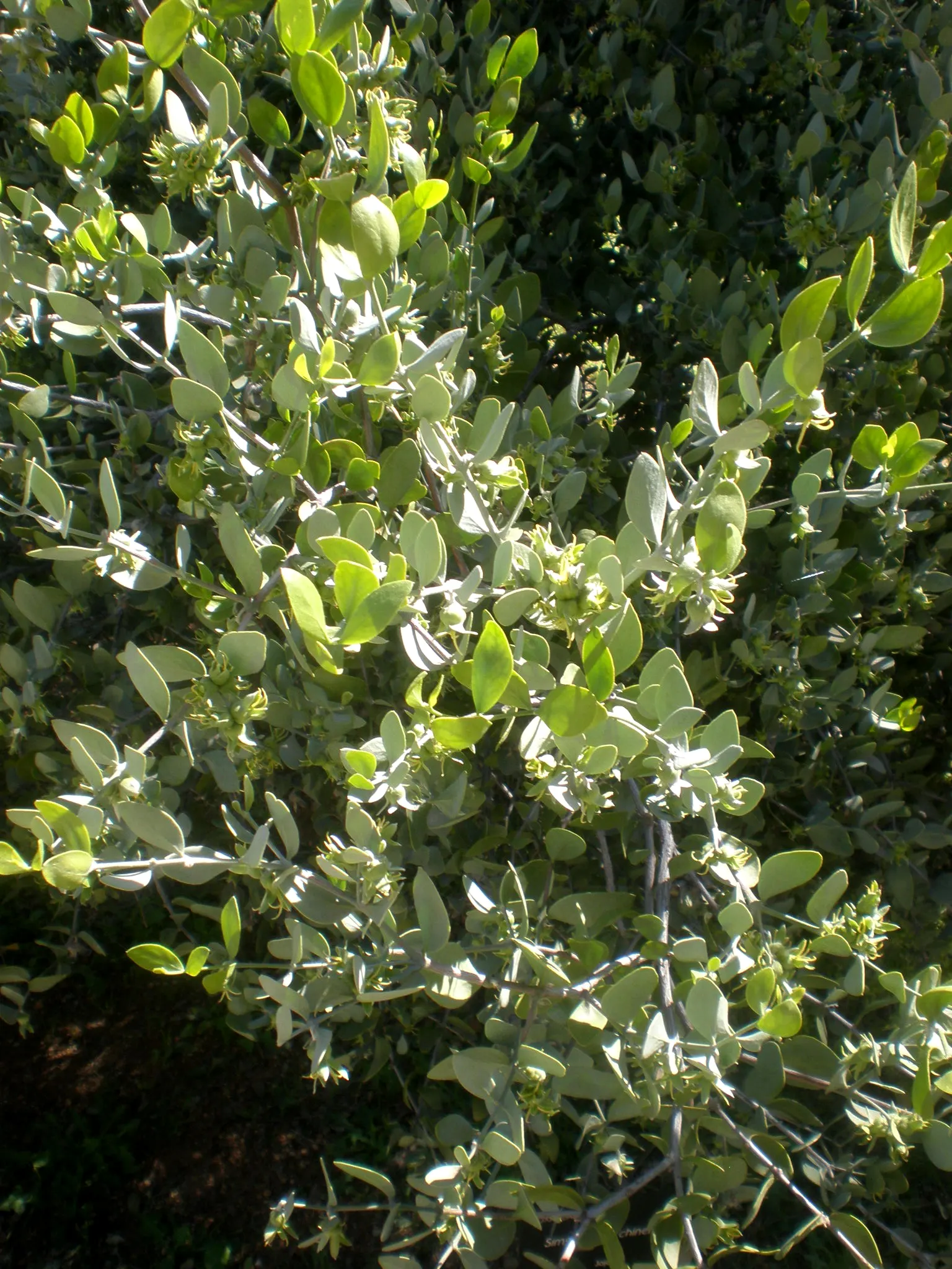 Jojoba, Goatnut (Simmondsia Chinensis) — shrub for full; remember to allocate space for its full width and height in landscape planning for a balanced design