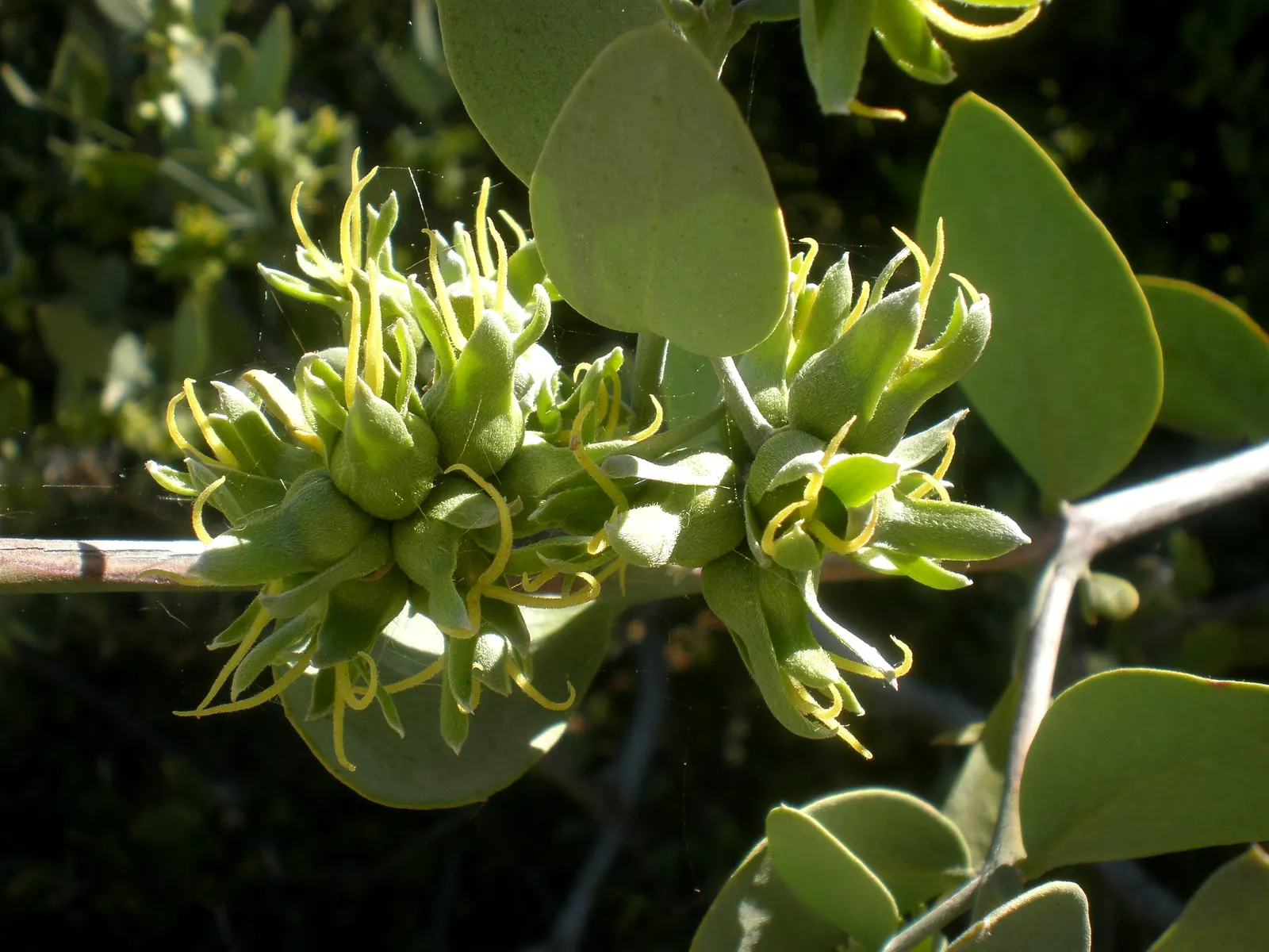 Jojoba, Goatnut (Simmondsia Chinensis) — The seeds are encased in a green capsule that matures to a brown color; with only females bearing fruit