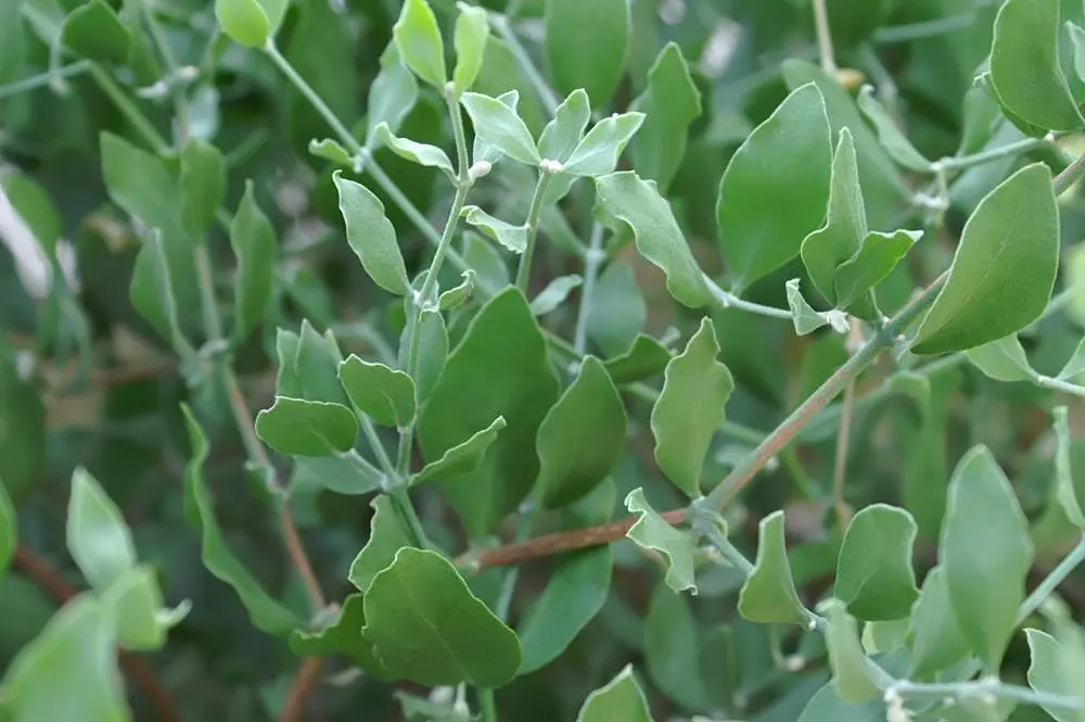 Jojoba, Goatnut (Simmondsia Chinensis) — allowing it to flourish even in arid conditions with minimal supplemental watering once established
