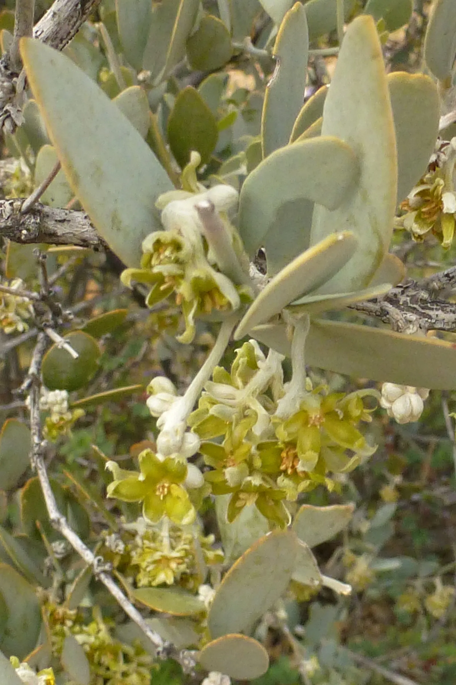 Jojoba, Goatnut (Simmondsia Chinensis) — The seeds are encased in a green capsule that matures to a brown color